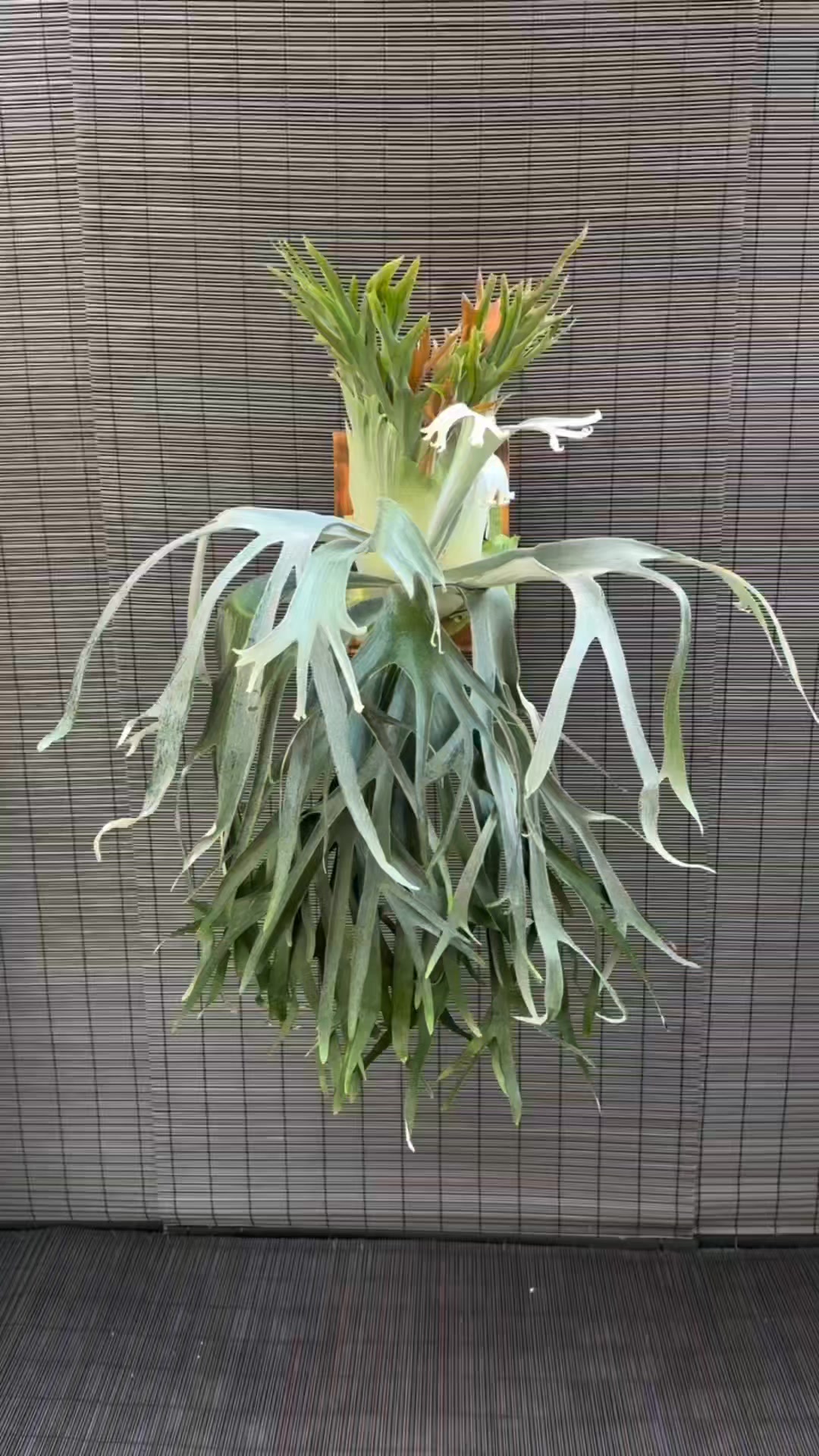 Platycerium monkey north OC High shields #caosgarden