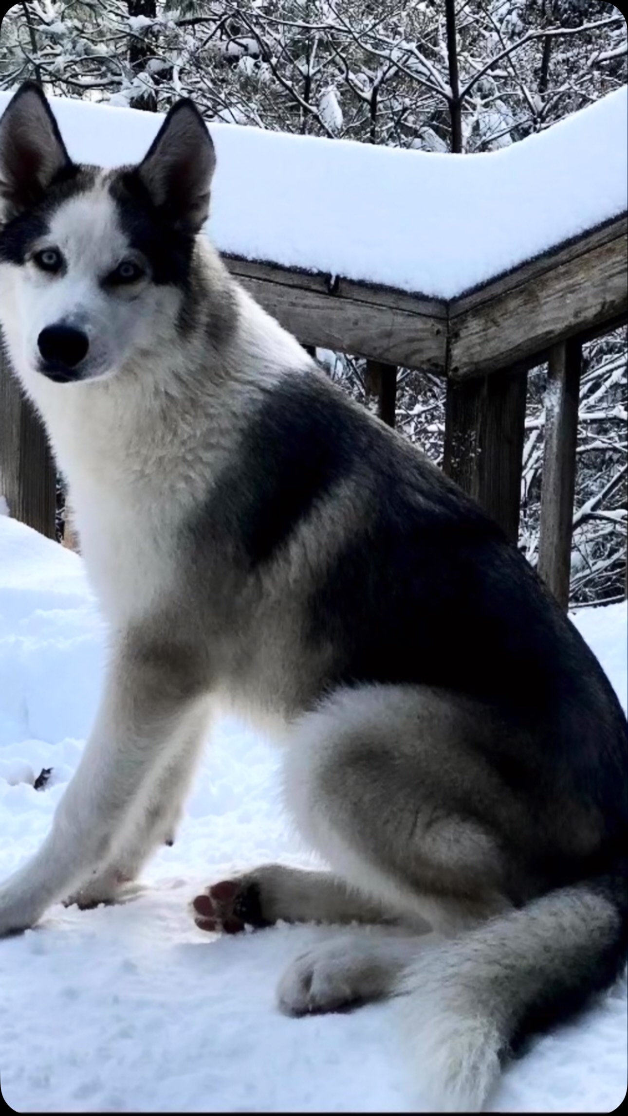 Master Wolf with Shadow Husky Rescue has an owner surrender 5 year