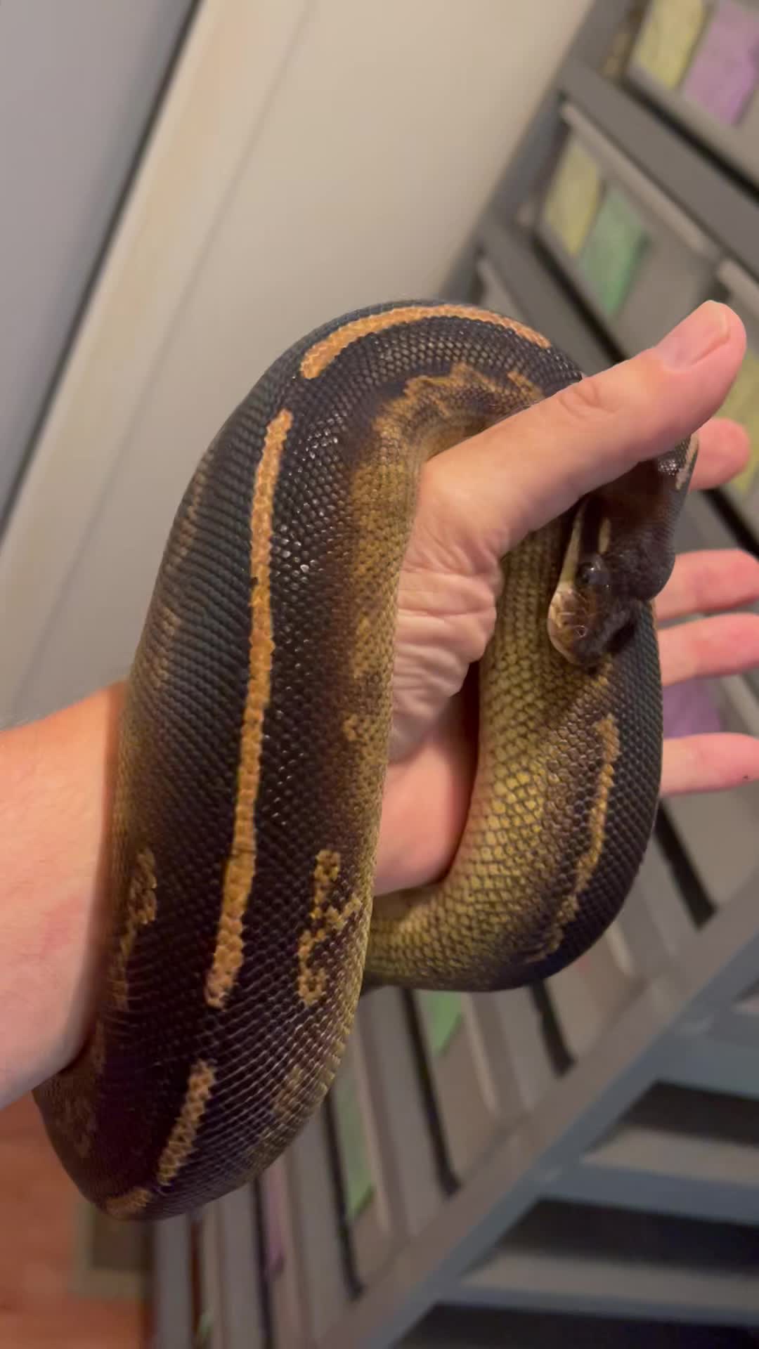 Belgrade Ball Pythons | Smithfield ME
