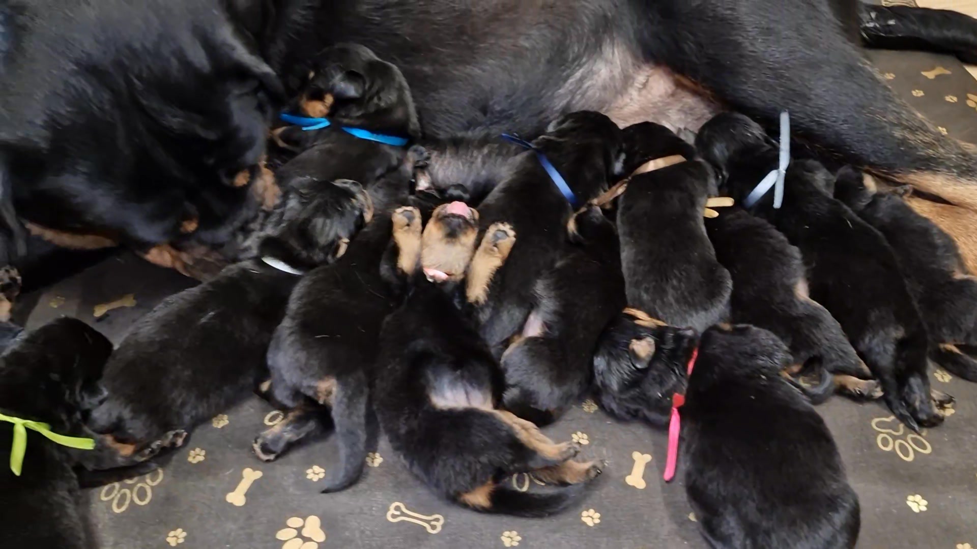 Nevada Rottweiler Ranch | German Rottweiler puppies growing up strong ...