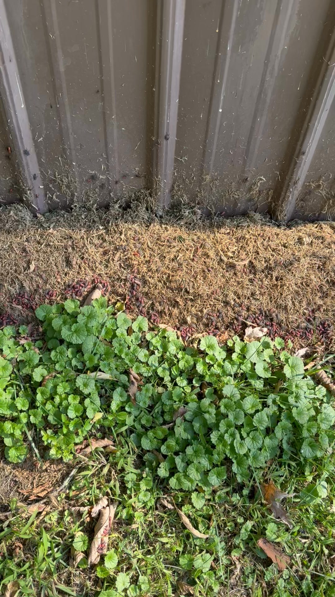 Getting these pocket gophers with our new burrow rx machine 😎💜 # ...