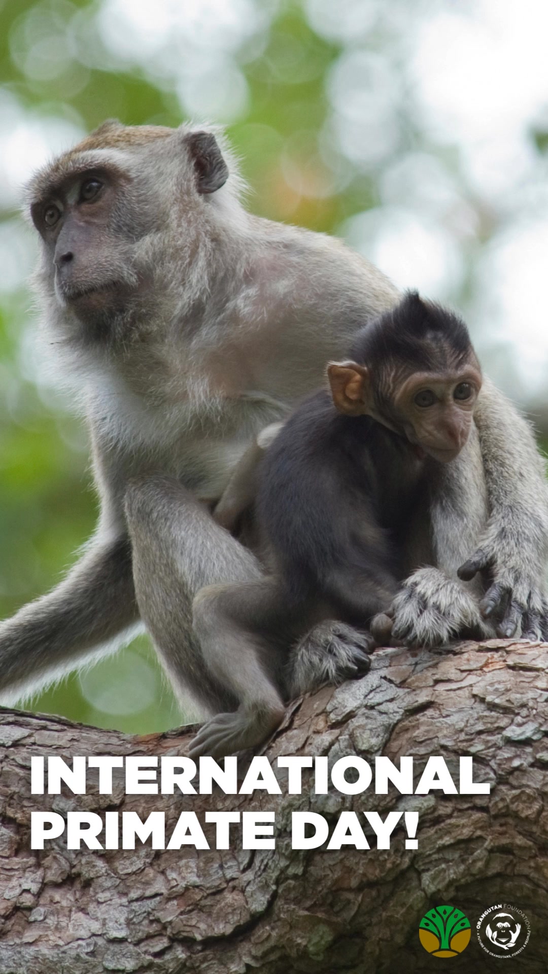 Happy International Primate Day! 🦧 Let's celebrate the wonderful ...