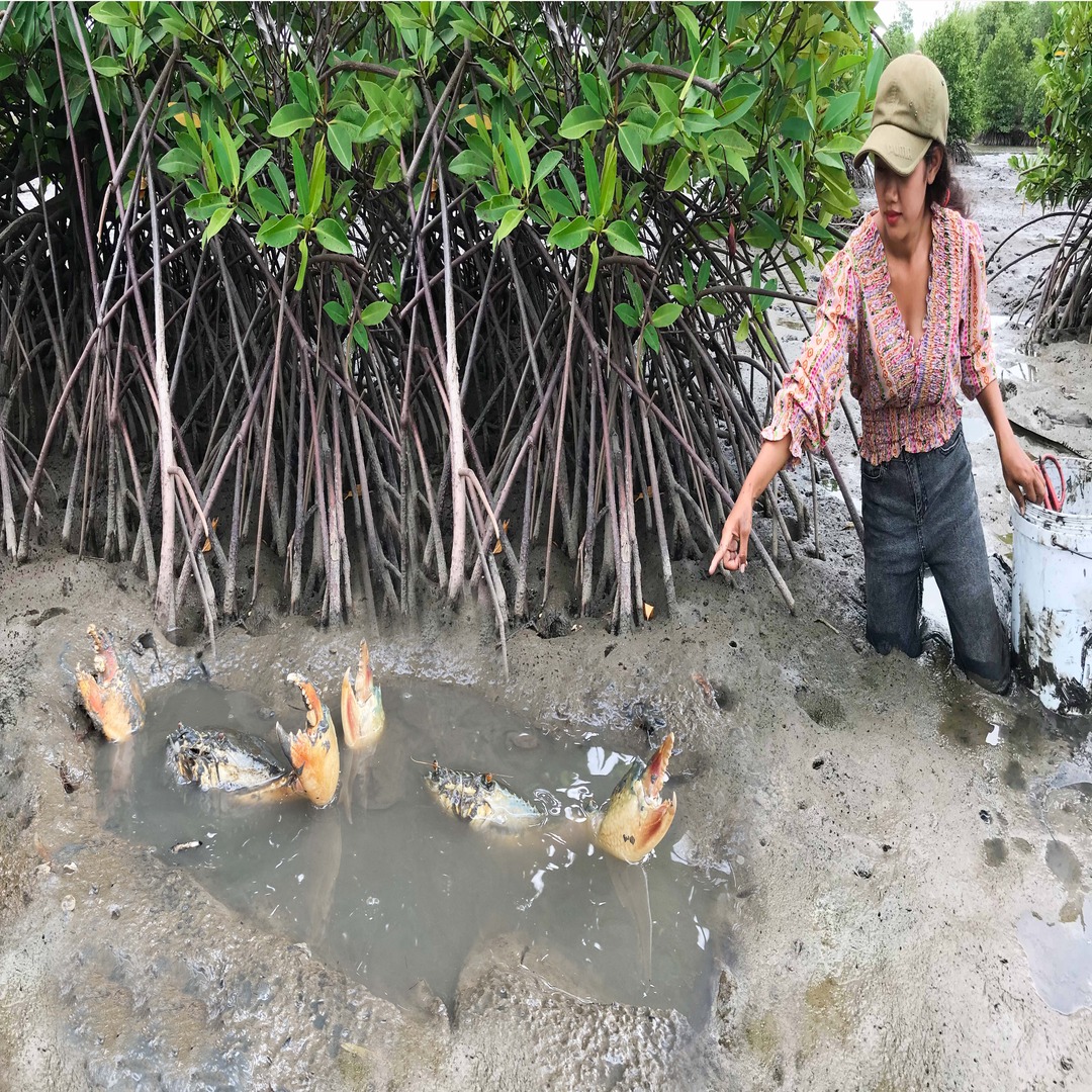 Catching Many Huge Mud Crabs In Muddy at Mangrove Areas after Water Low ...