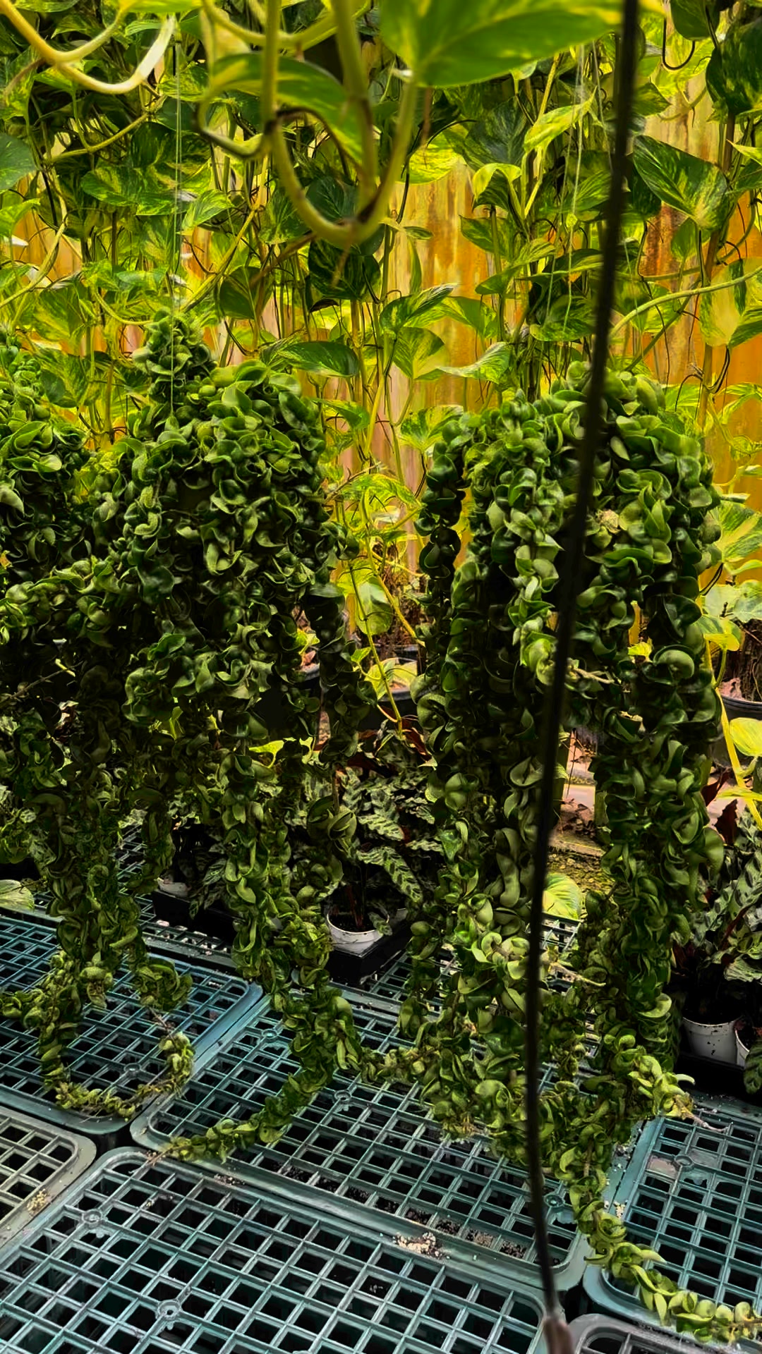 Lucky Plant Shop | San Diego CA