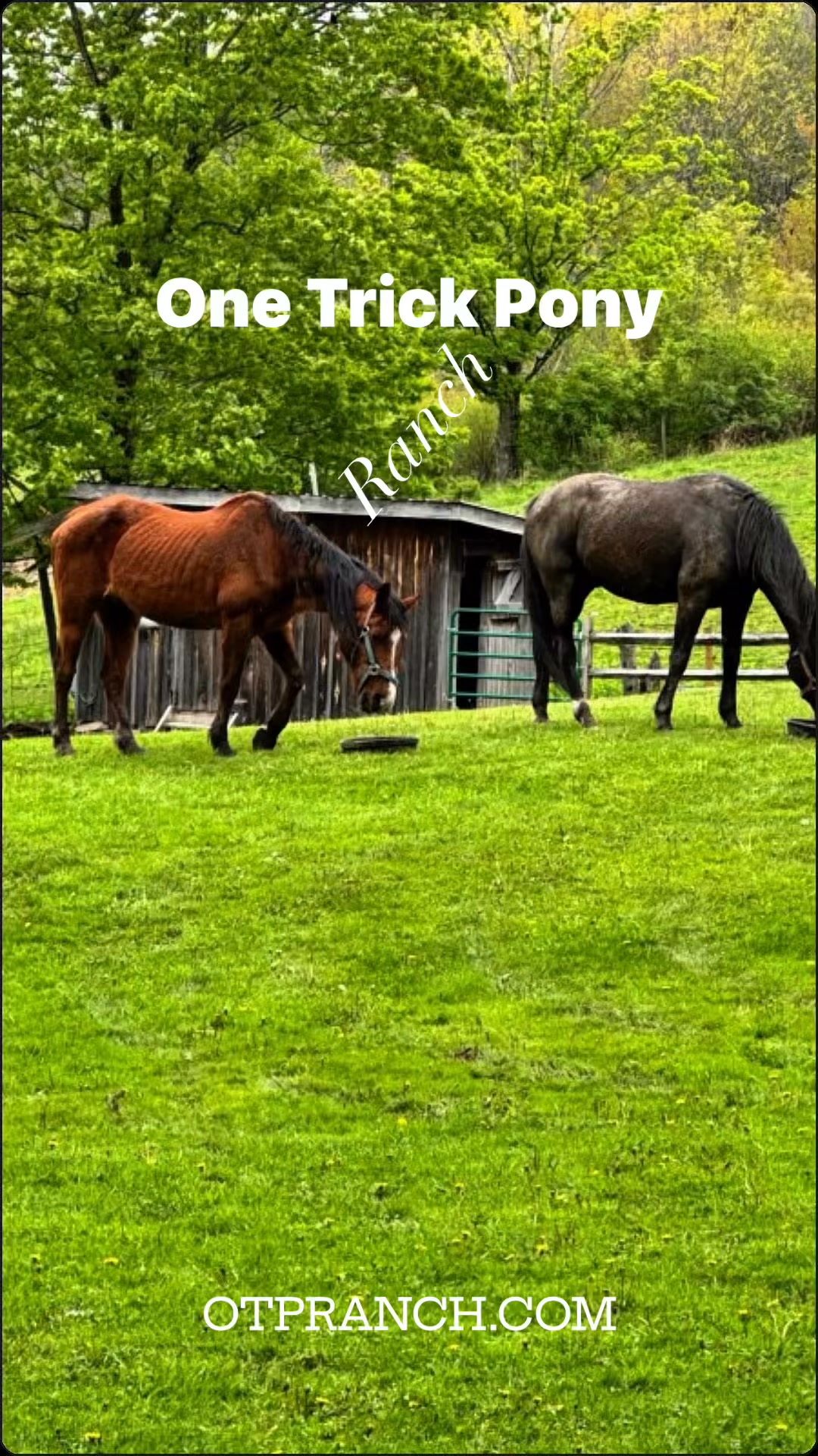 One Trick Pony Guided Horseback Trail Rides NY | Johnsonville NY
