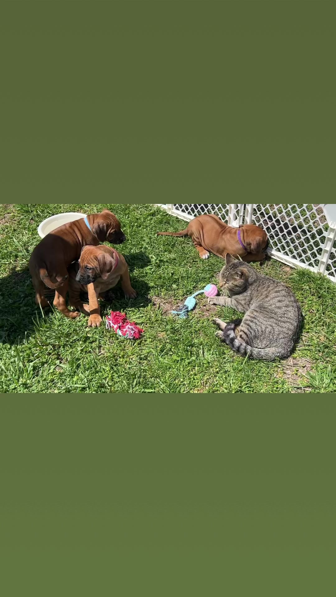 Black Powder Rhodesian Ridgebacks