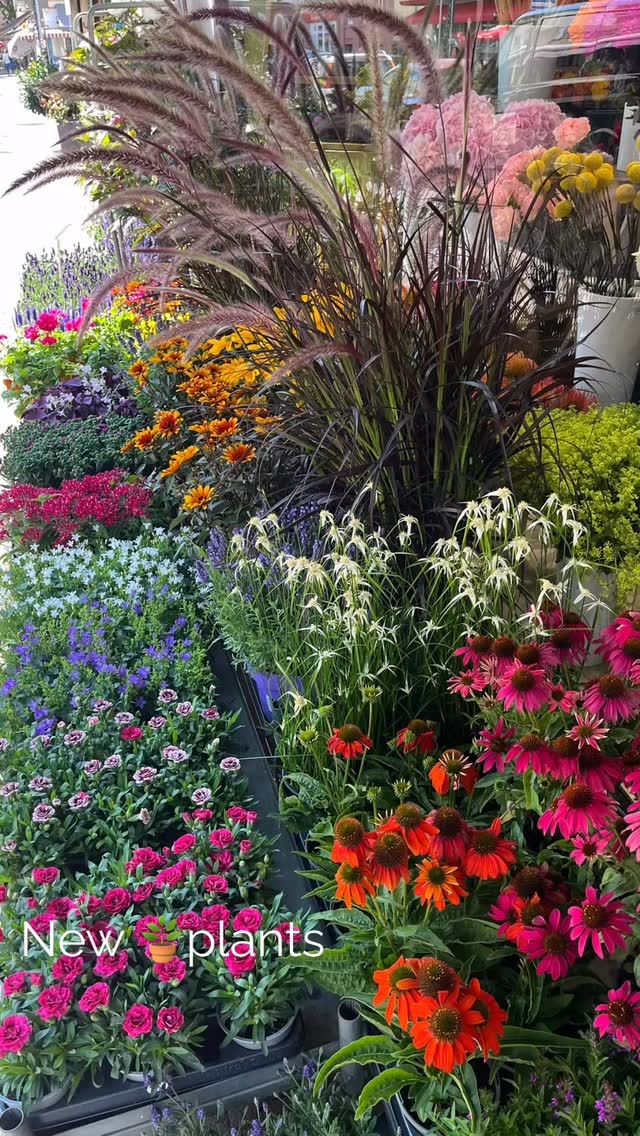 Wir sind zurück aus der Sommerpause! Natürlich haben wir auch neue Pflanzen und frische Schnittblumen für euch besorgt ☺️ schaut vorbei und holt euch das Sommerfeeling nach Hause! , #blumenursprung