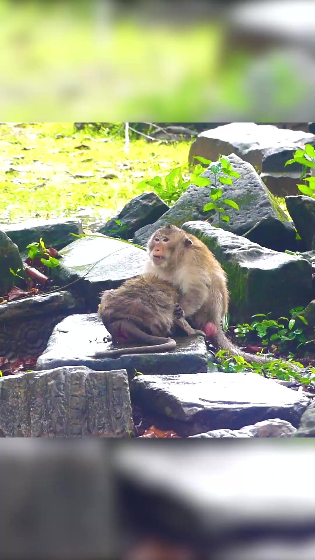 Monkey Magic