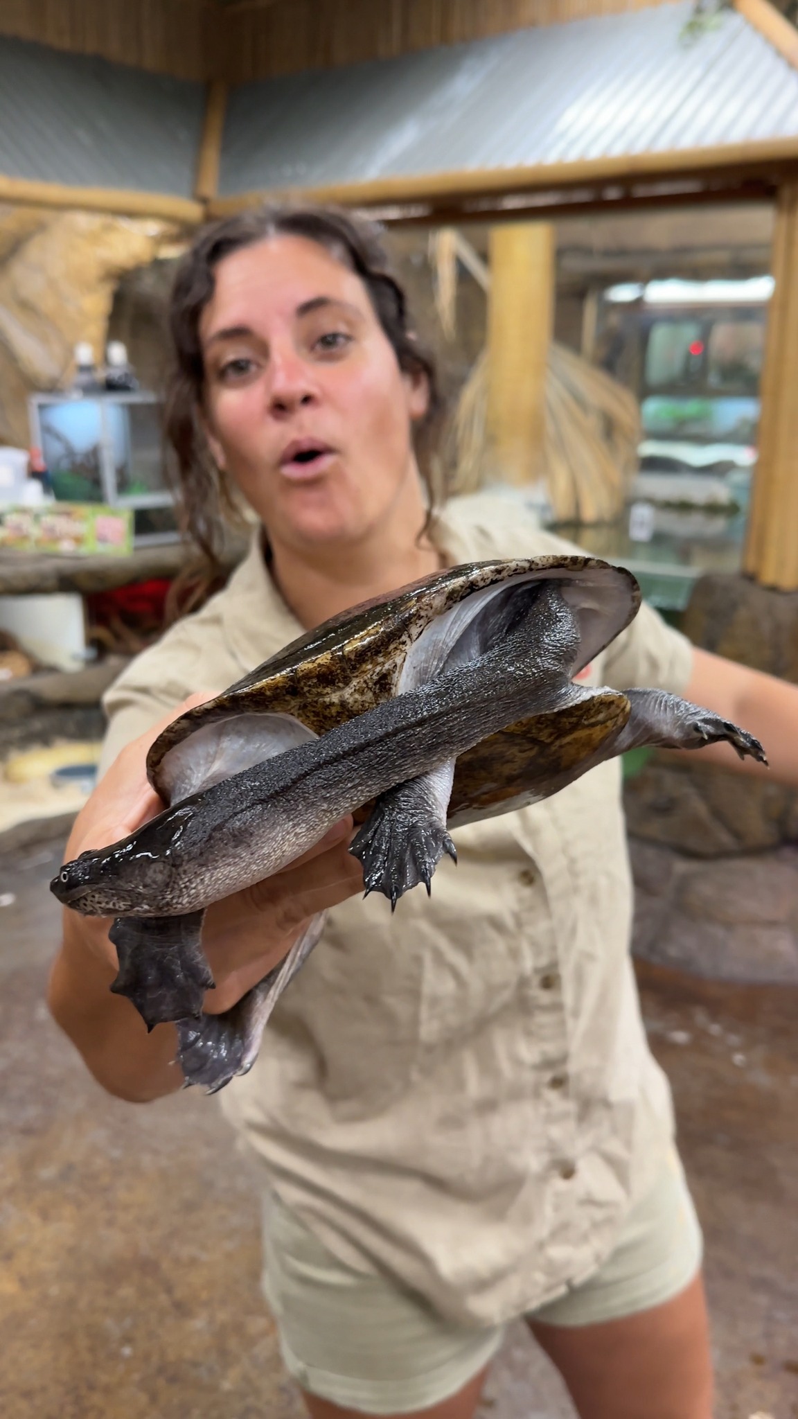 #Turtle in Video