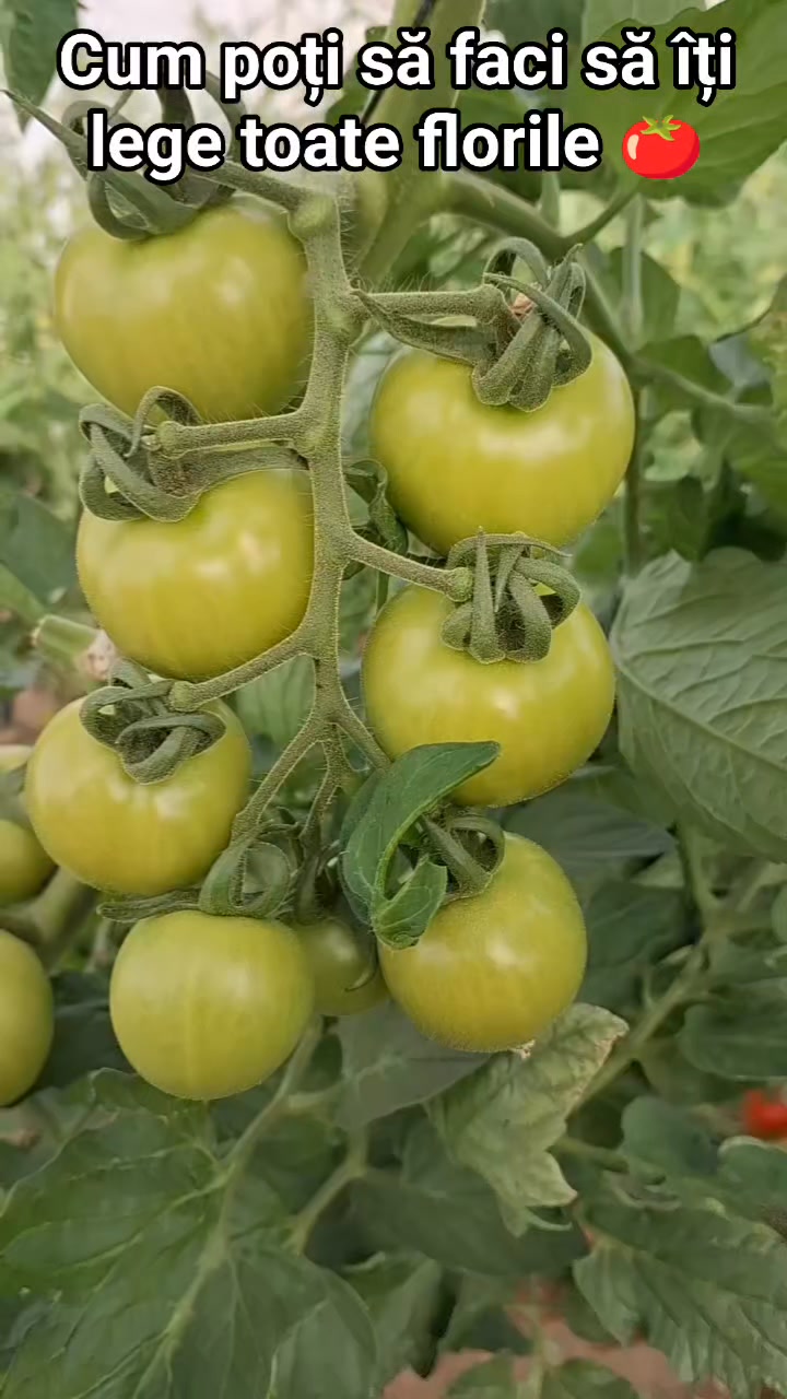Florile de la roșii 🍅 Cytoplant + Pleniflor 🤩 #rosii #wow #viral #vegan ...