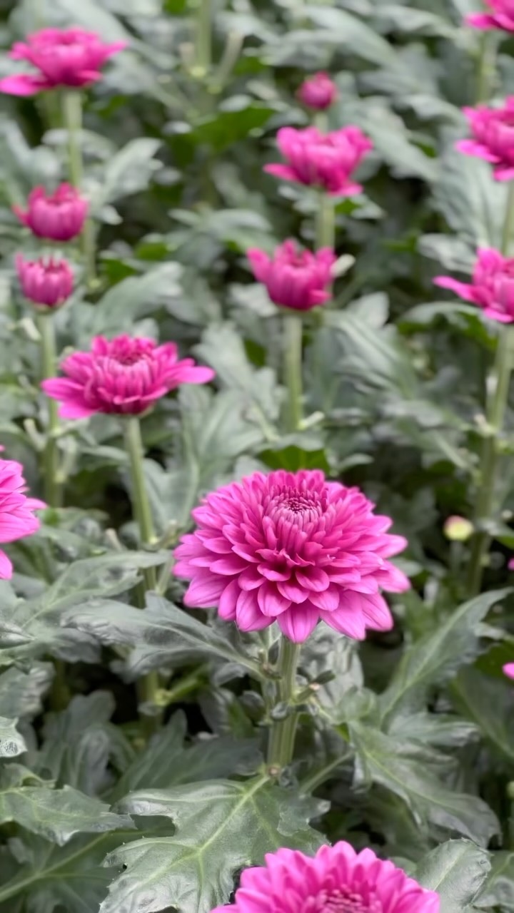 A day at Arcadia Chrysanten 💜, Arcadia brings together craftsmanship, innovation, and a passion for growing top-quality Chrysanthemums., Among the varieties they cultivate is our Lamira – a rich