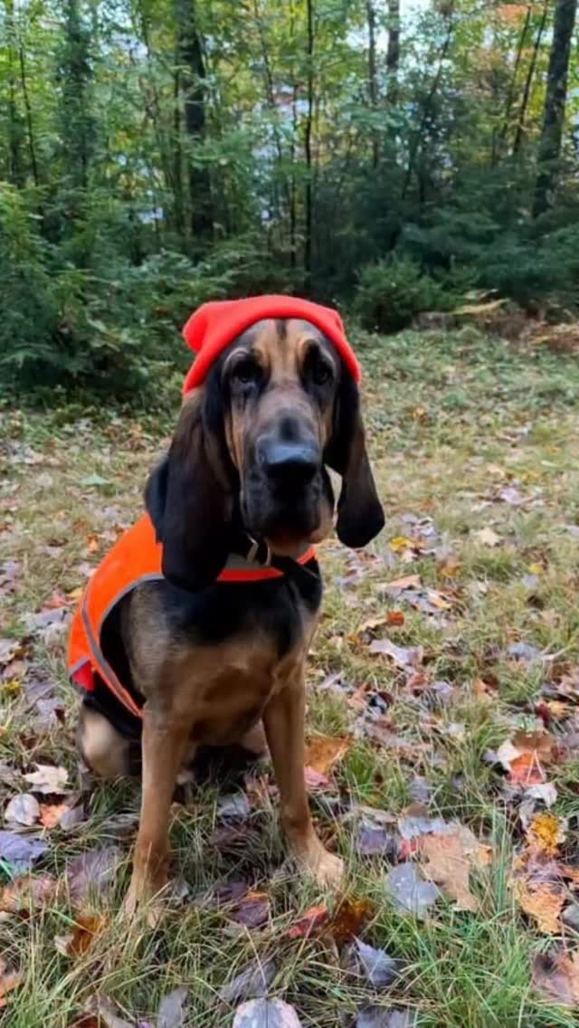 Blaze orange never looked so good! 🧡🐶 Over 130 of your dogs answered ...