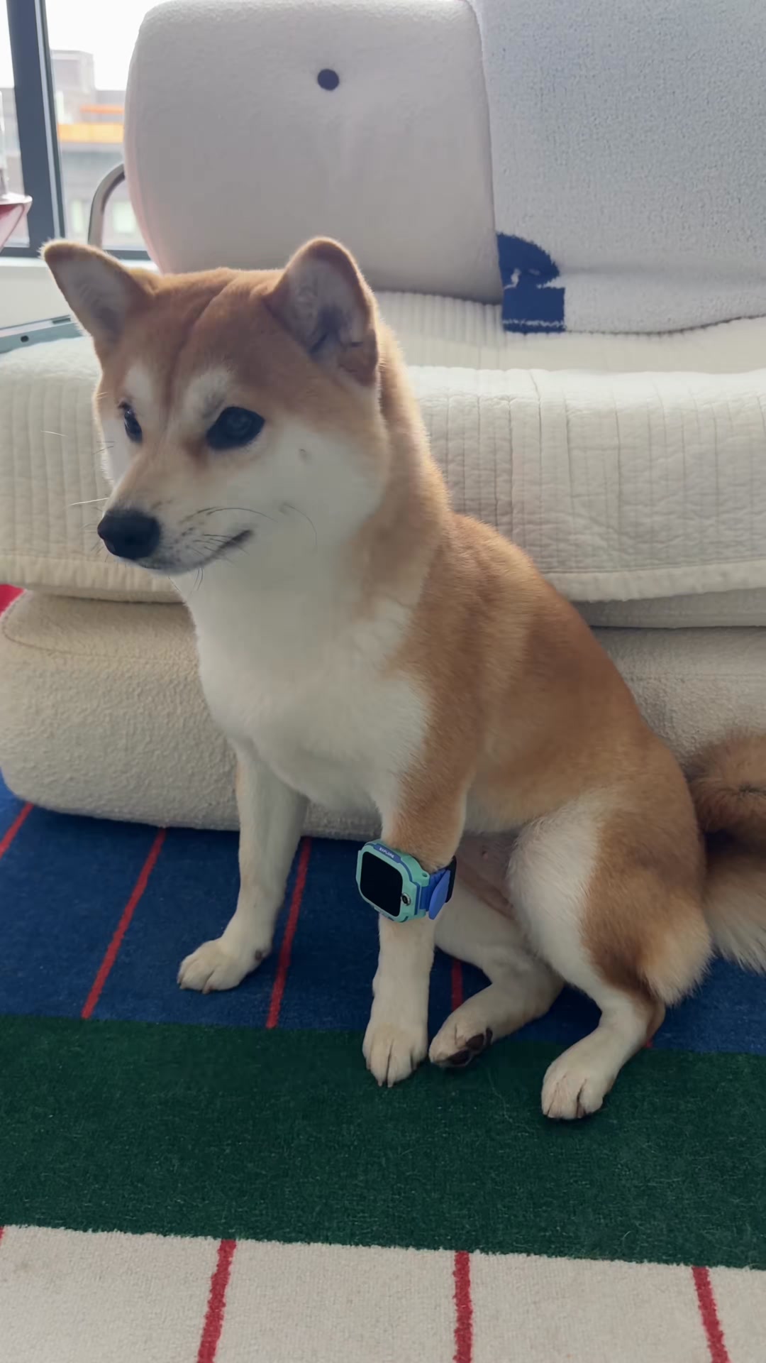宝也是有电话手表的小狗啦,找我玩打电话咯 #柴柴柴柴犬 #狗模人样 #铲屎官的乐趣 #萌宠出道计划 #柴犬 | 柴柴小八嘎 | Facebook
