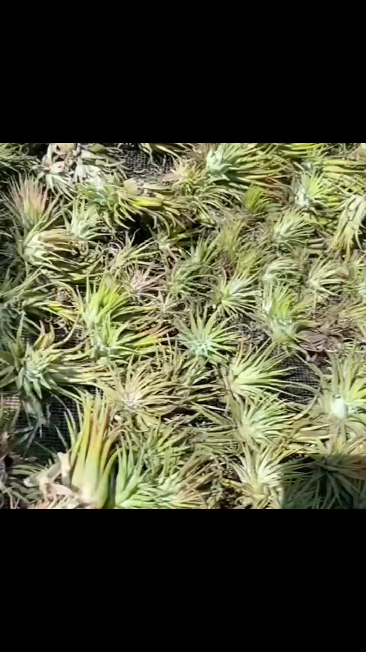 Tillandsia concolor Red Prince: The normal Tillandsia concolor has