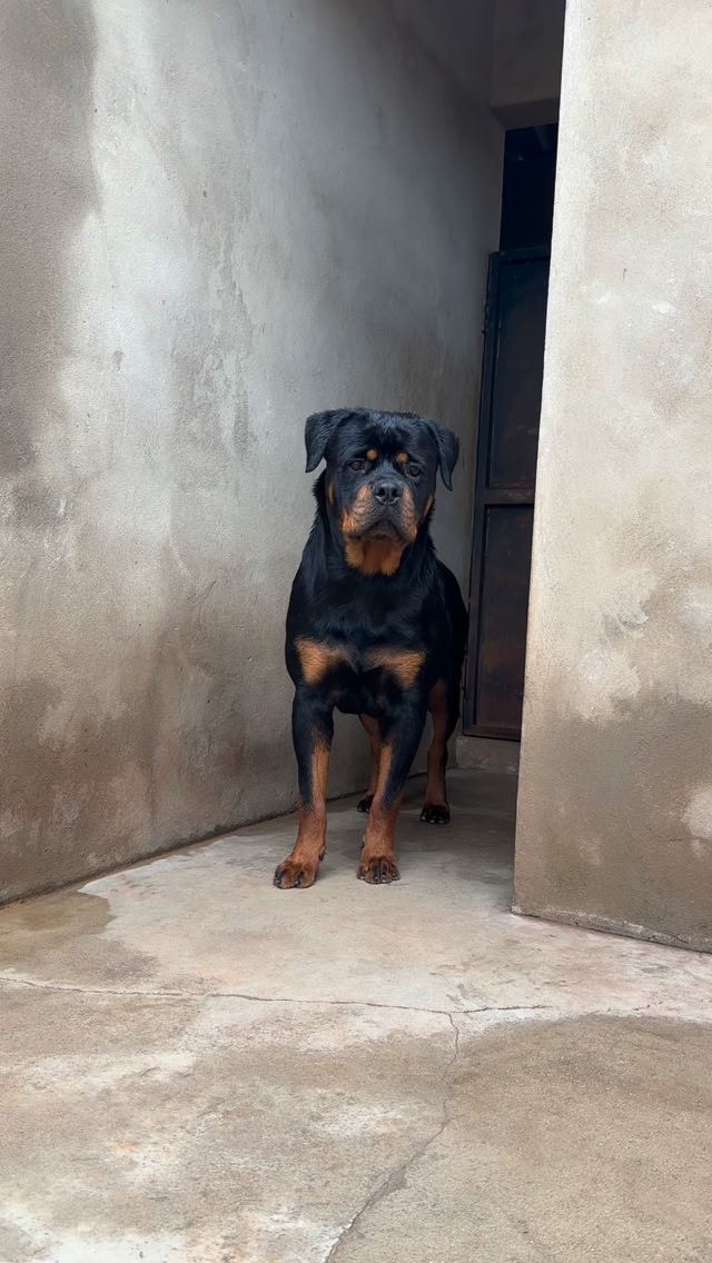 Nala Hulk 10 meses ( Hulk e Tayra ) . . #rottweilerpuppy #rottweilers # ...