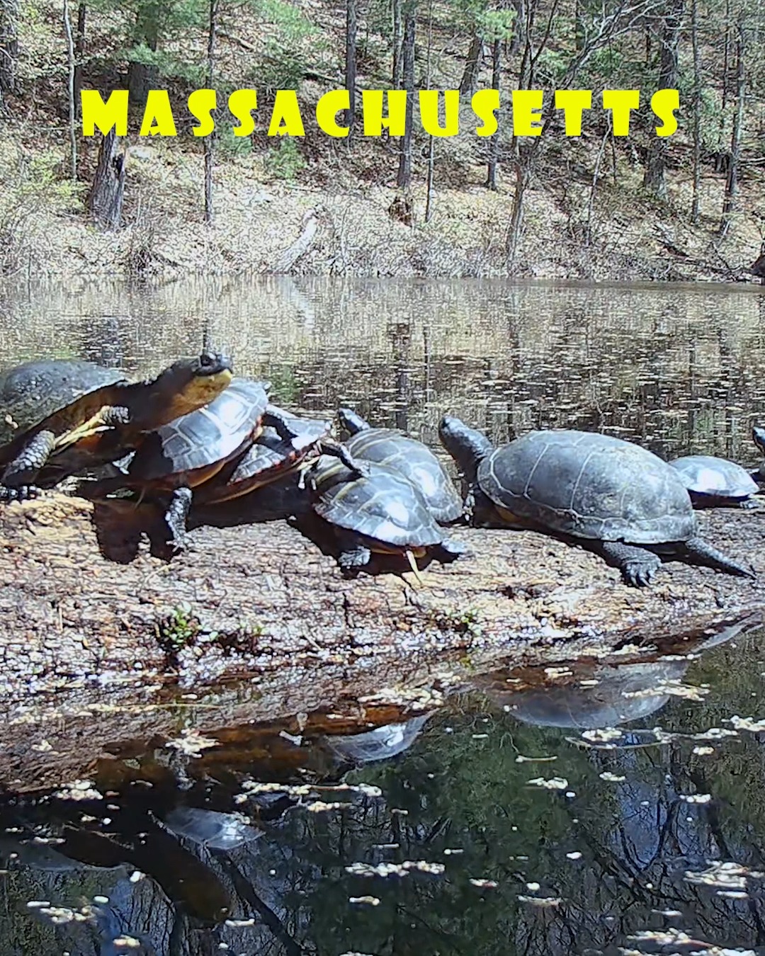 Blanding's turtles bullying eastern painted turtles! -Trail cam footage ...