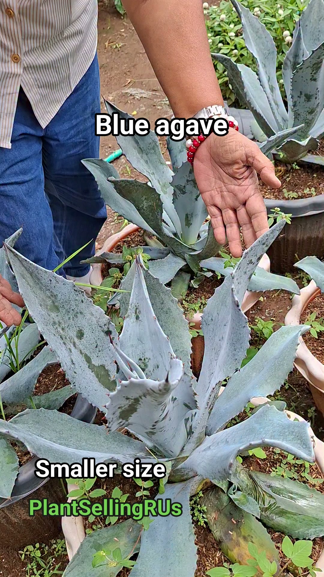 Join us for a horticultural autopsy on our garden specimen of