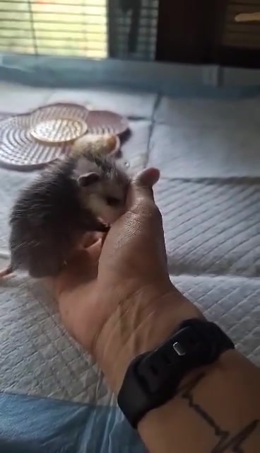 As our joeys get older and start to... - WEST Wildlife Rehab | Facebook