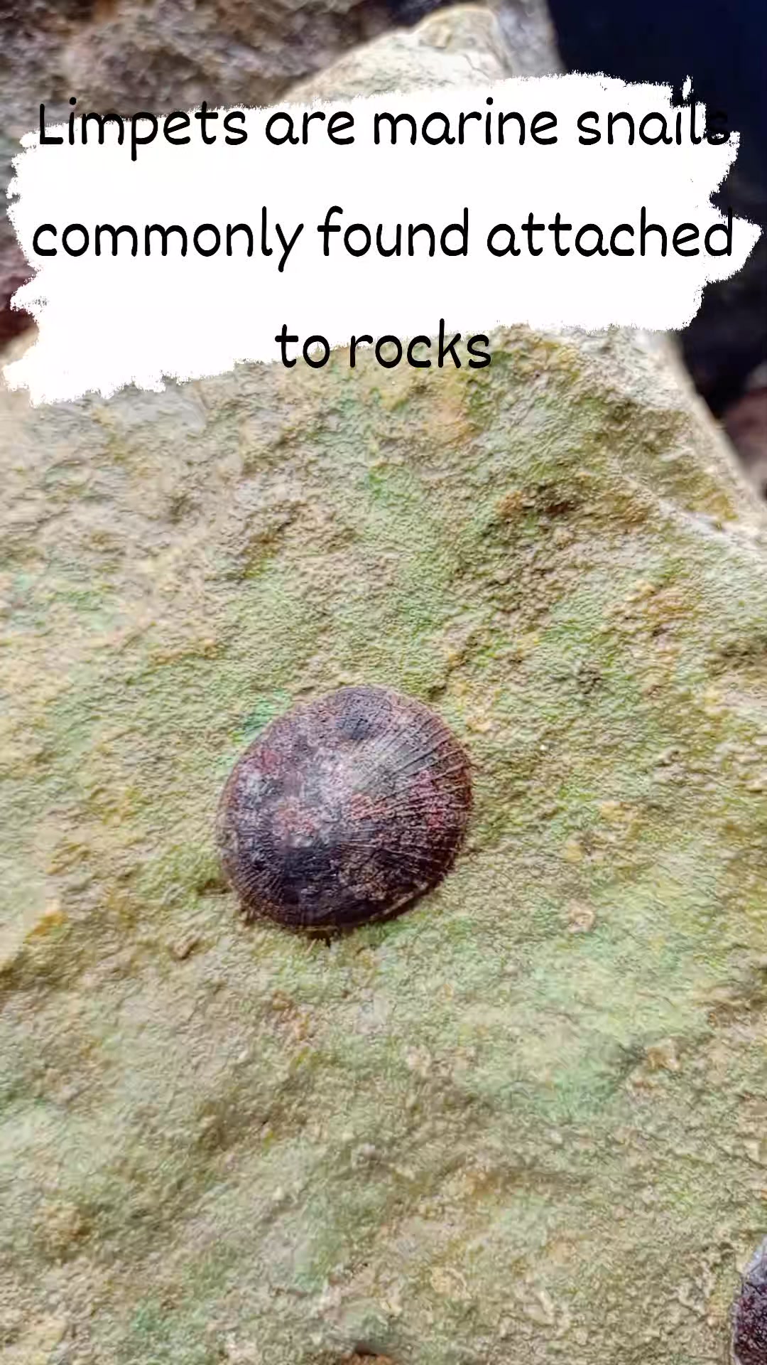 Limpets have a powerful muscular foot that allows them to clamp down on ...
