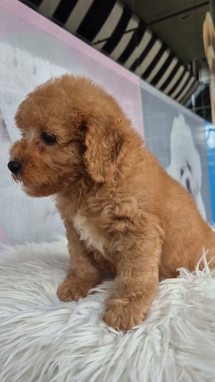 The best poodle transformations #caninecurator #poodle #toypoodle