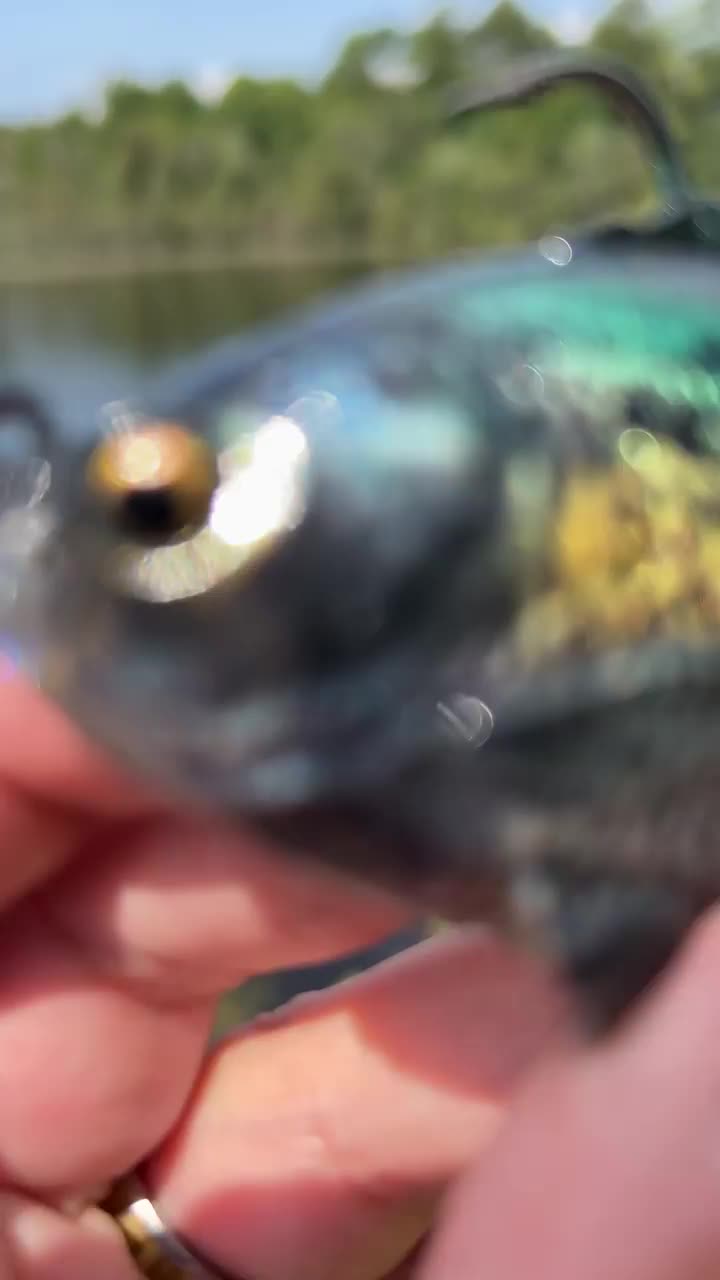3D RTF Crappie from @savagegearamericas 🎣 What’s your thoughts on this ...