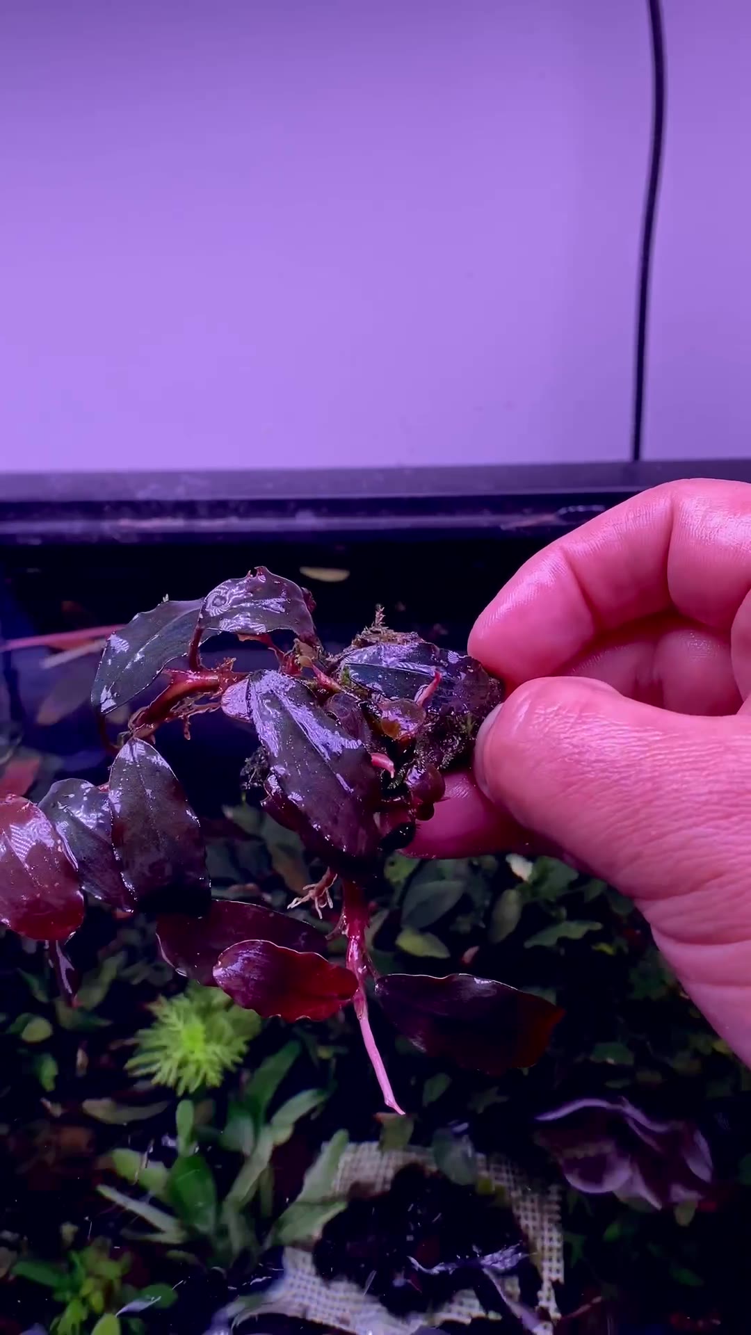 Bucephalandra black venti | Chi Chi's Planted Dreams