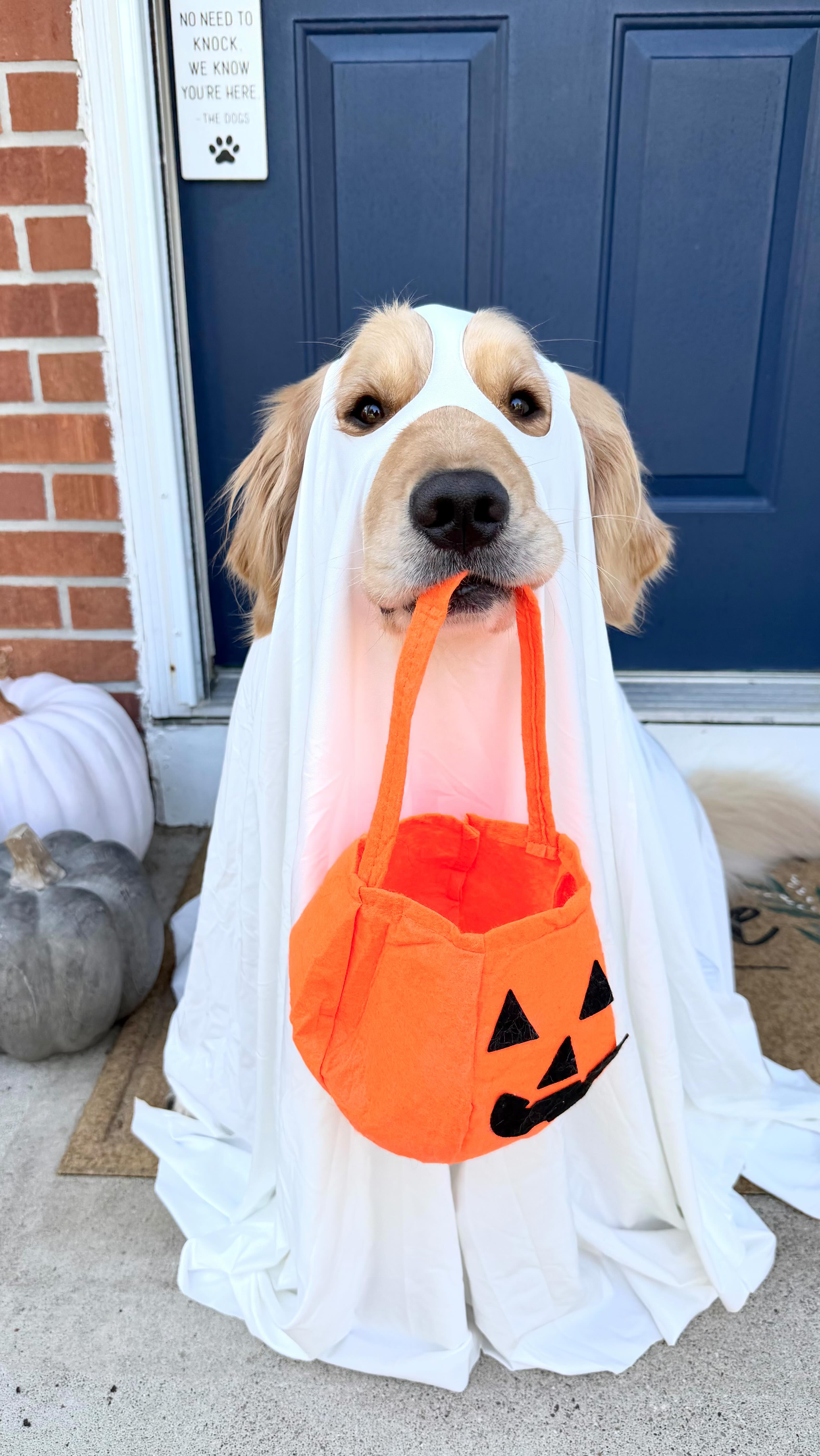 golden retriever dressed as ghost Help me pick my Halloween costume 🎃, ., ., ., ., ., #goldenretriever #golden #retriever #puppydog #doggo #puppy #dogsofinstgram #doglove #halloween #dog #dogs #dogsofinsta #dogstagram #dogslife Season: AW25