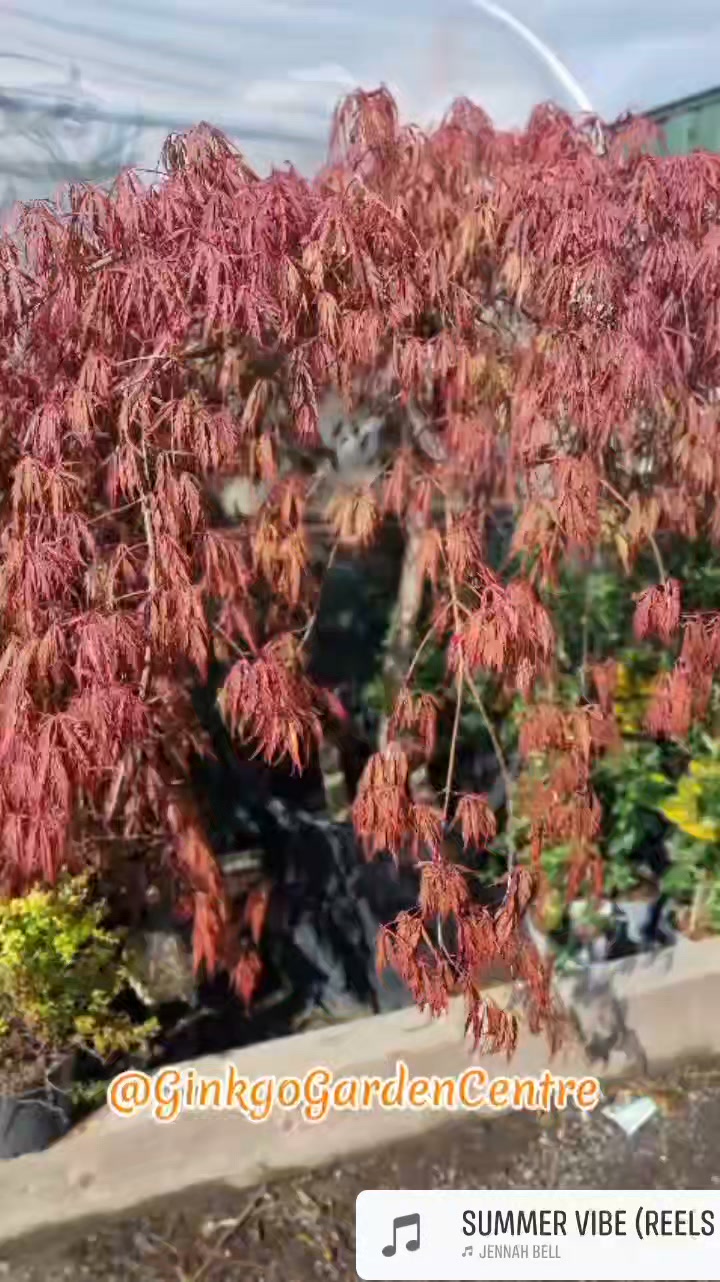 goen° plant planet　ふくろうブランケット Ginkgo garden centre added a new - Ginkgo garden centre