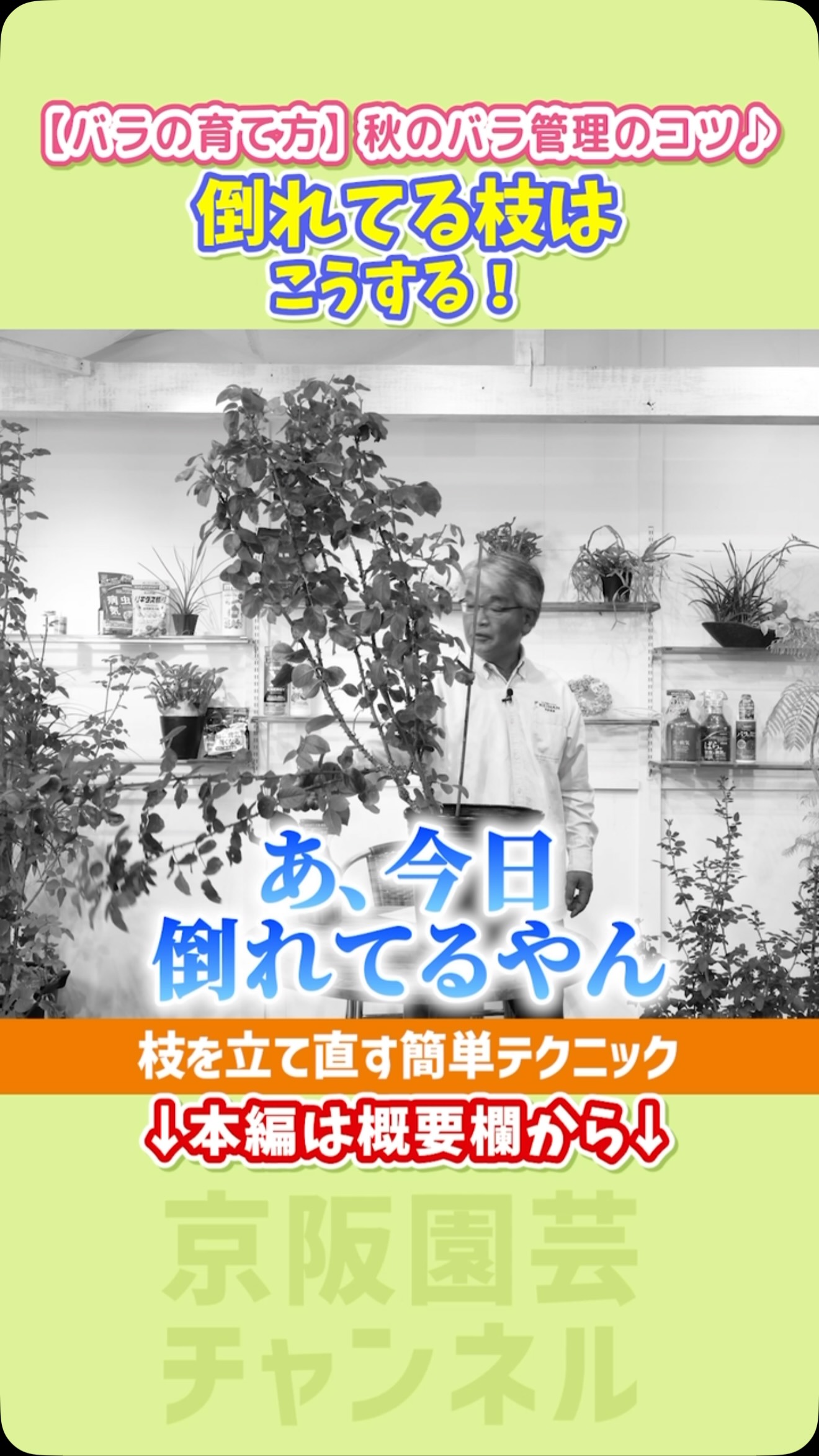 バラの京阪園芸（バラと庭あそび） updated their cover photo. - バラ