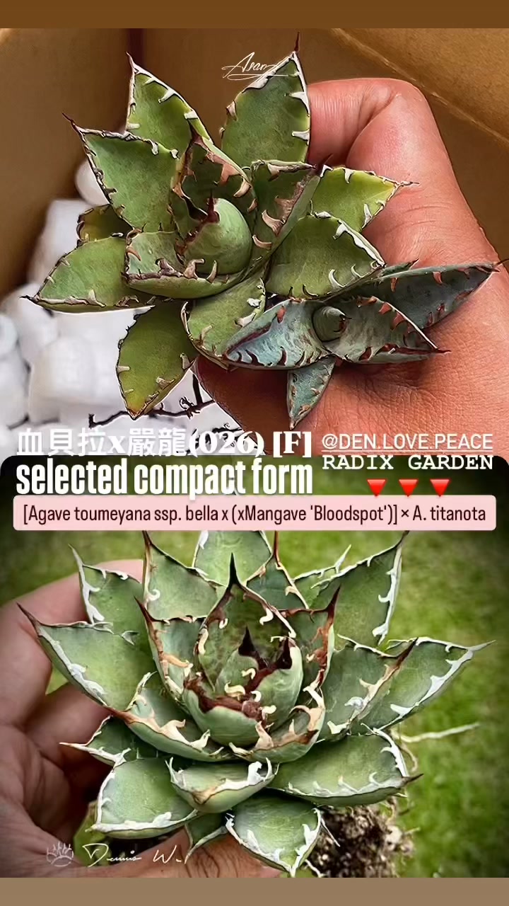 妖炎x武藏嚴龍seedling individual (1) Agave utahensis x (A