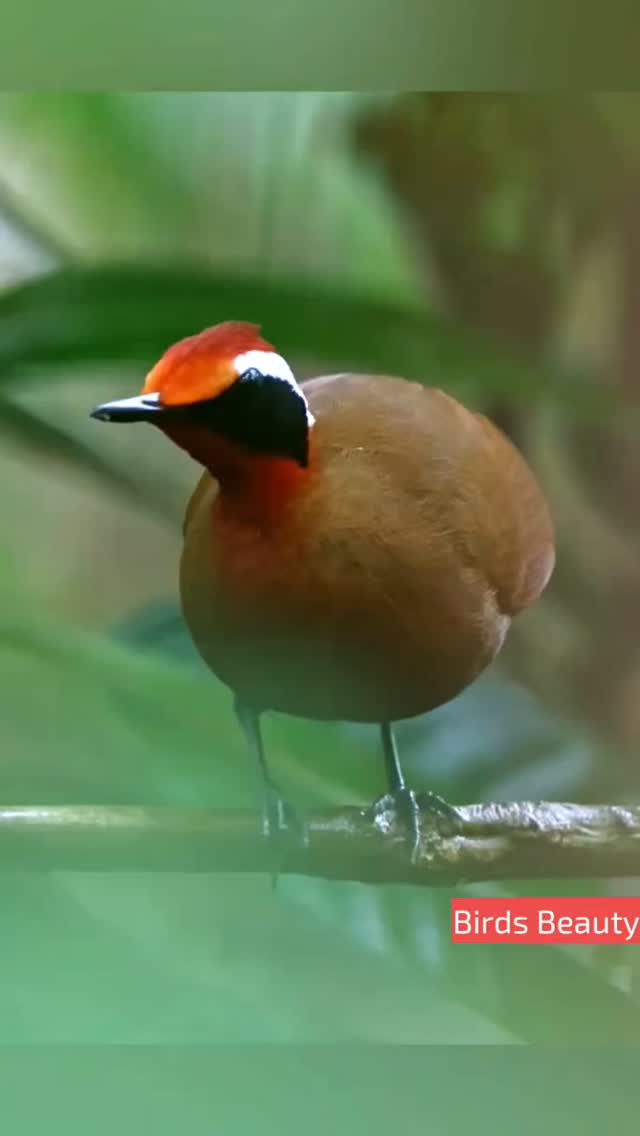 Bird live video beautiful ️.wildlife captured ..live love 🦜 #fbreels # ...