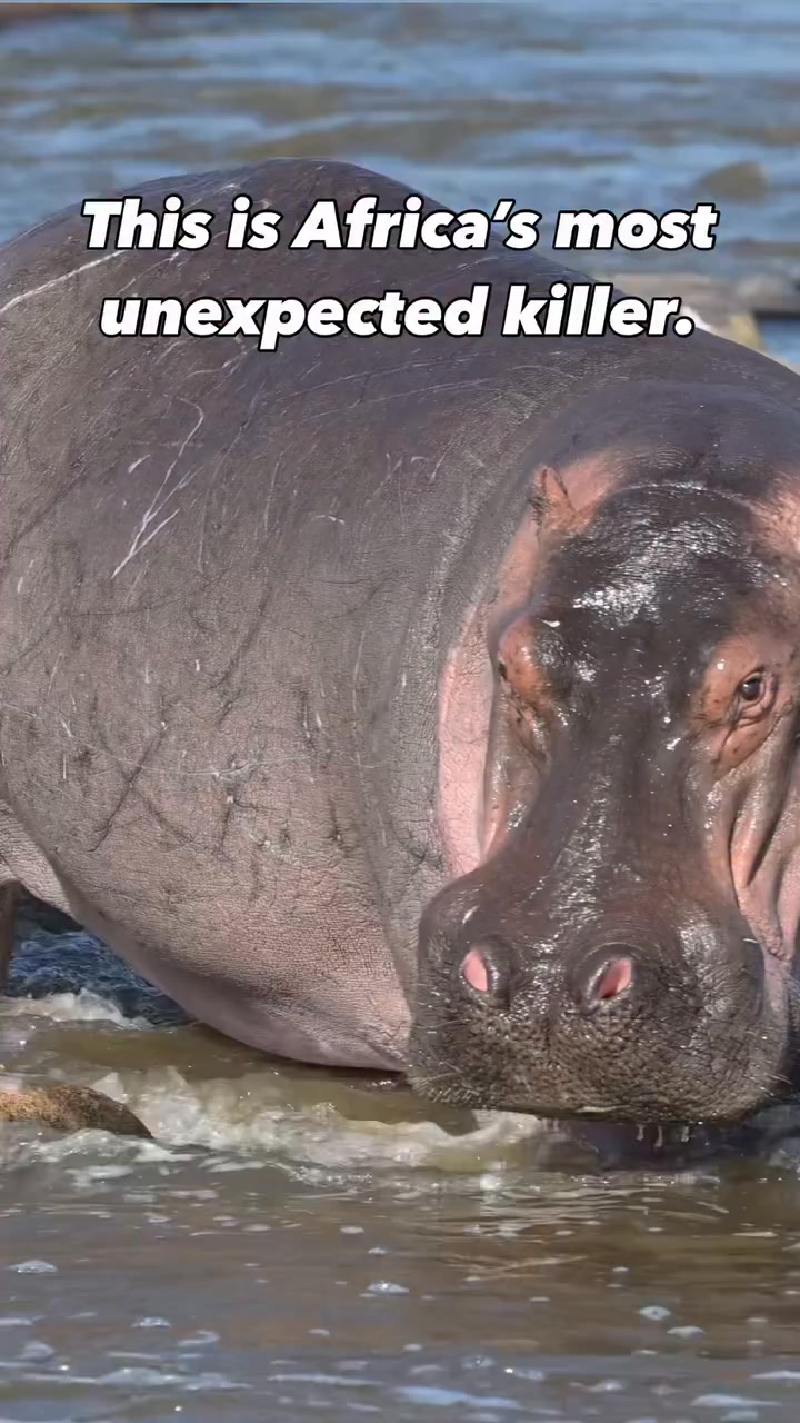 OH, HELL NO: This video shows an angry, giant hippo chasing a