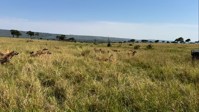 LIONS and SPOTTED HYENAS are natural rivals in the African ecosystem ...