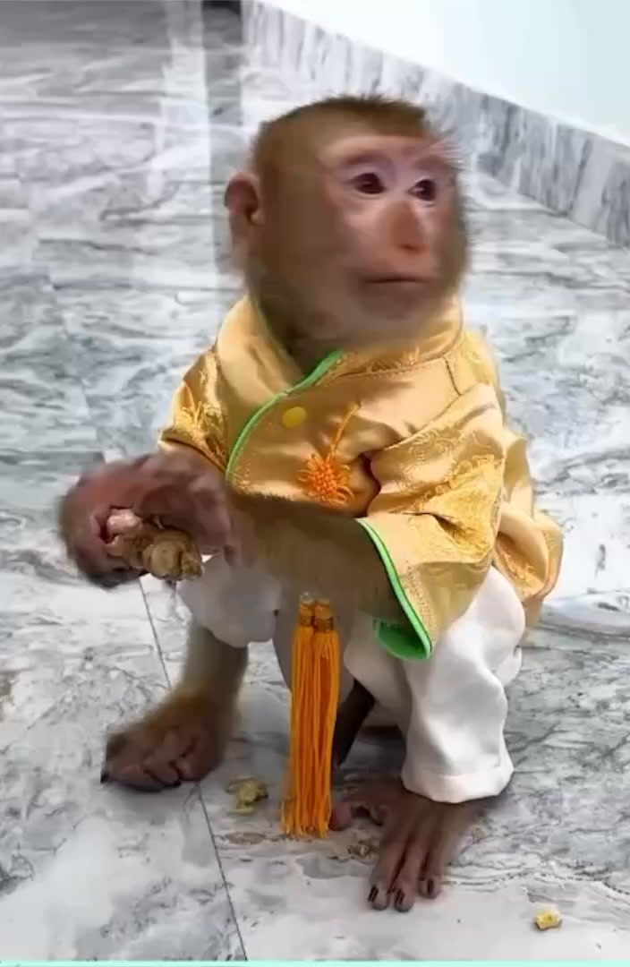 Give Monkey Kaka the Old life! . . . #Oldvideokaka #MonkeyKaka # ...