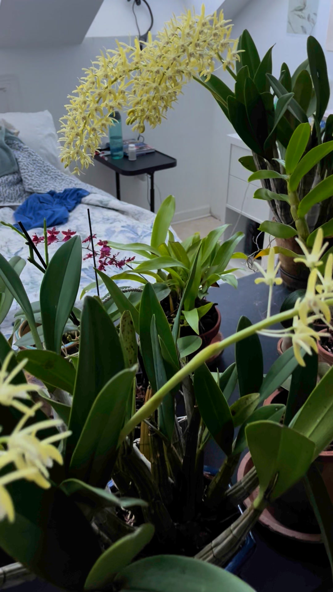 Dendrobium 'SVO 8150' blooms with sweet fragrance