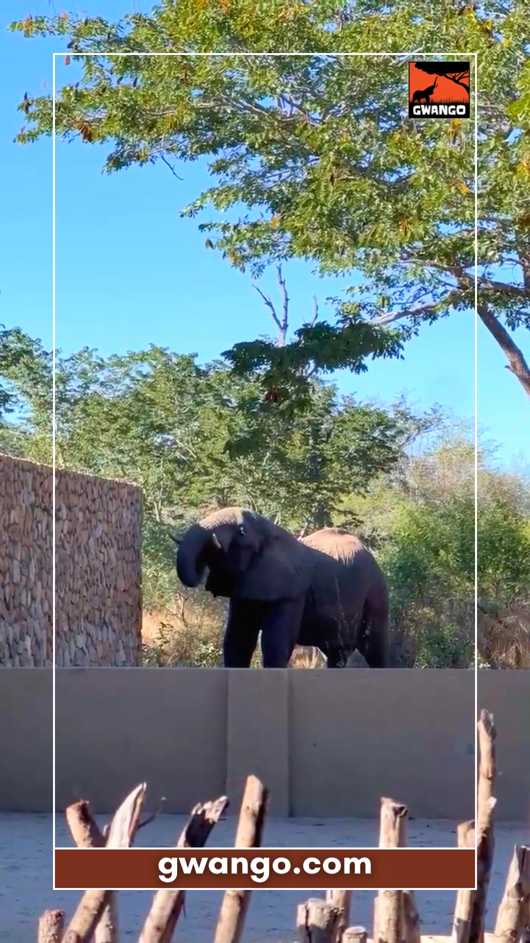 The raised pool at Gwango Heritage Resort is a popular stop in #Hwange ...