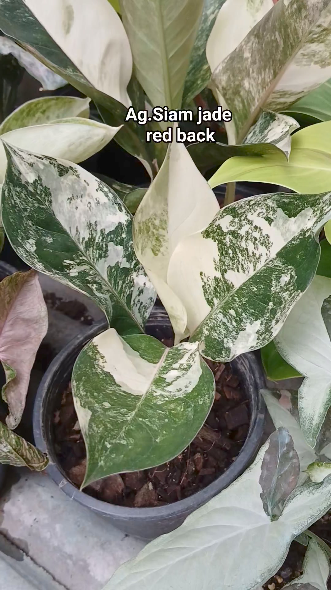 Aglaonema Siam jade variegated☘️☘️😍