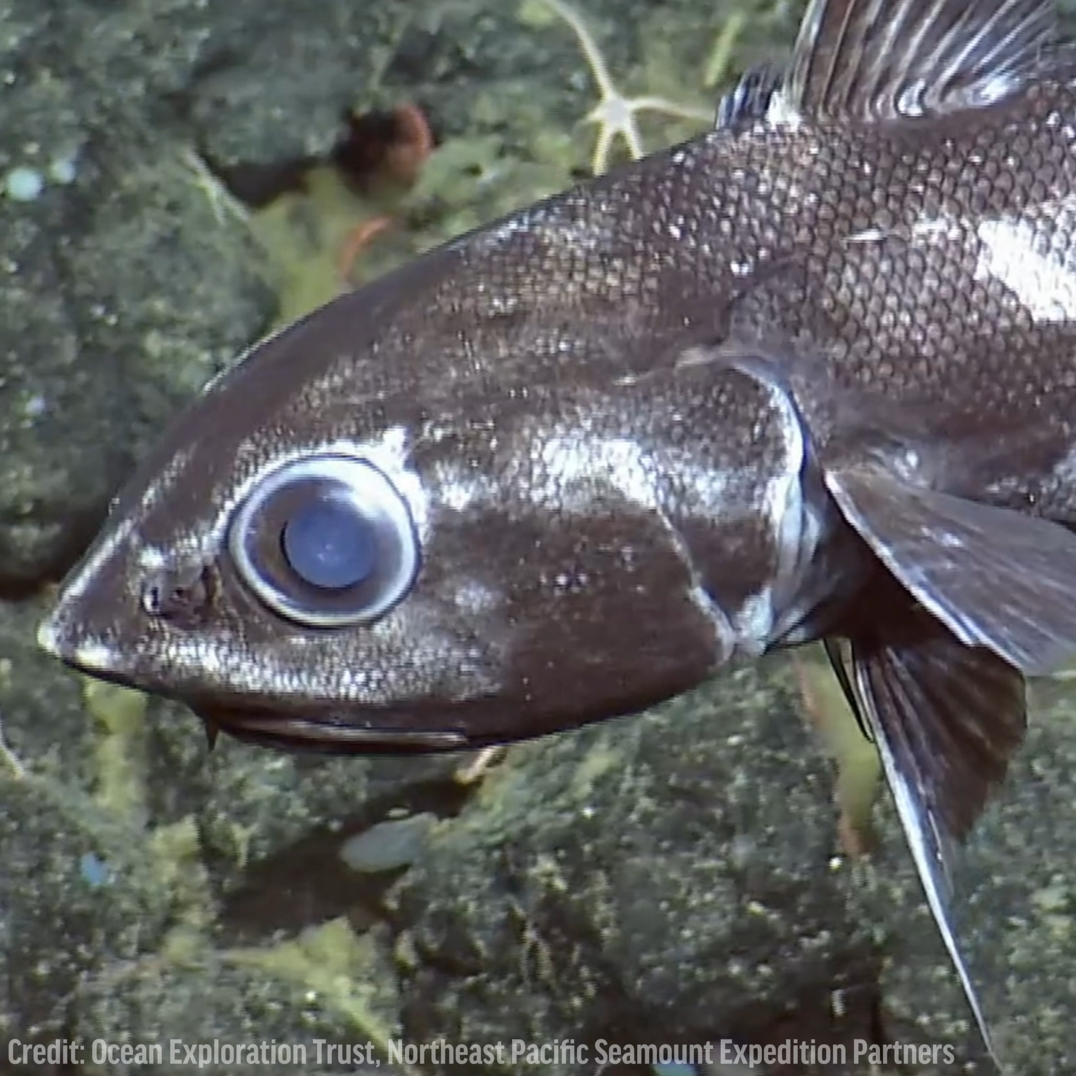 Another spooky deep-sea creature lurking in Canada’s ocean depths: the ...