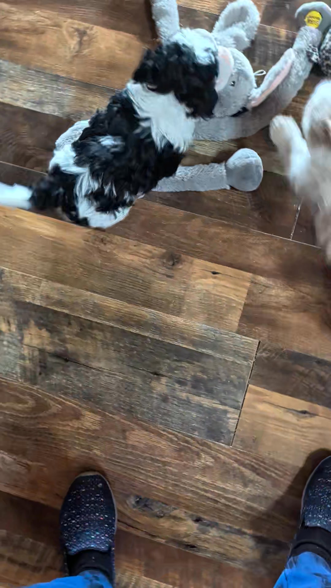 Update on 1/7. Lucky boys went to their new home together. vOn a cold ...