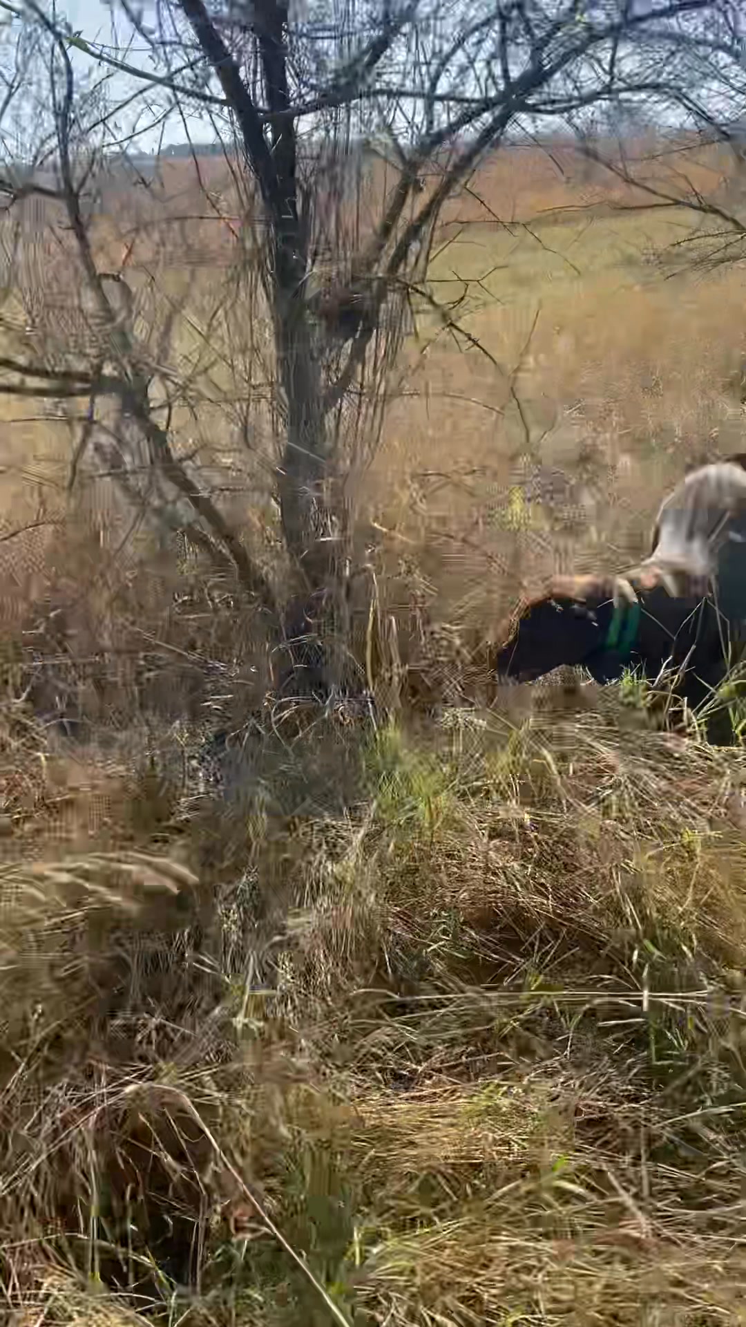 How was your SD Pheasant Opener? Show us your pups pheasant hunting! # ...