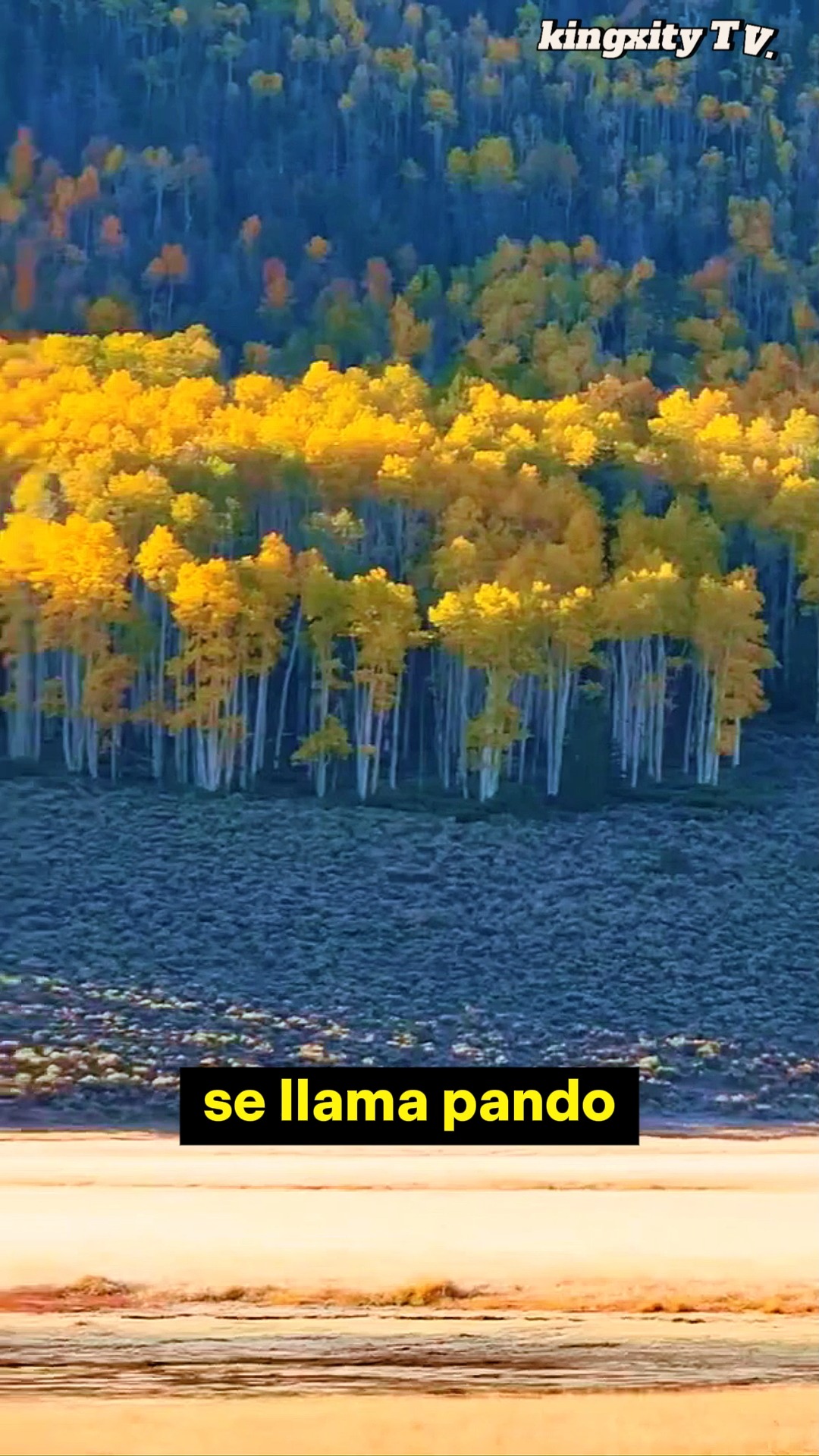 Pando: el organismo más grande y antiguo del planeta En 1976, un ...