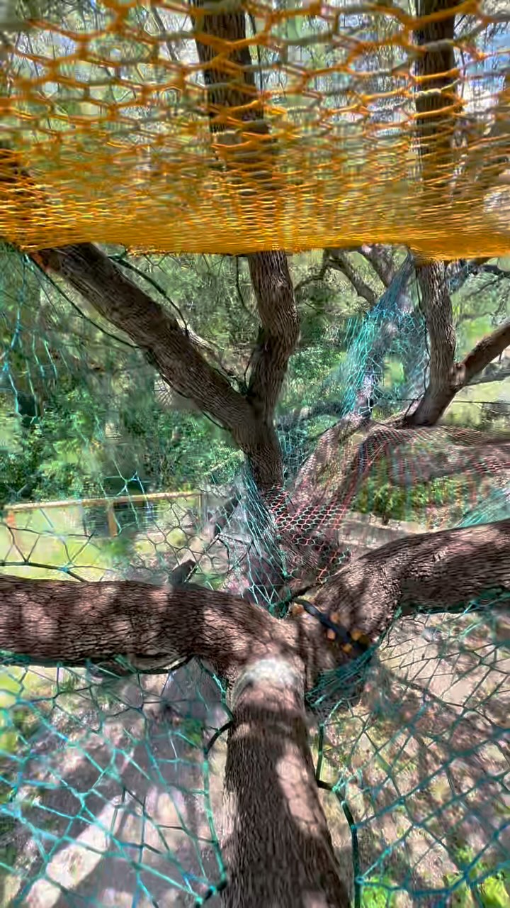 🌳🌈The magic of treenets is a love... - Treenet Collective | Facebook