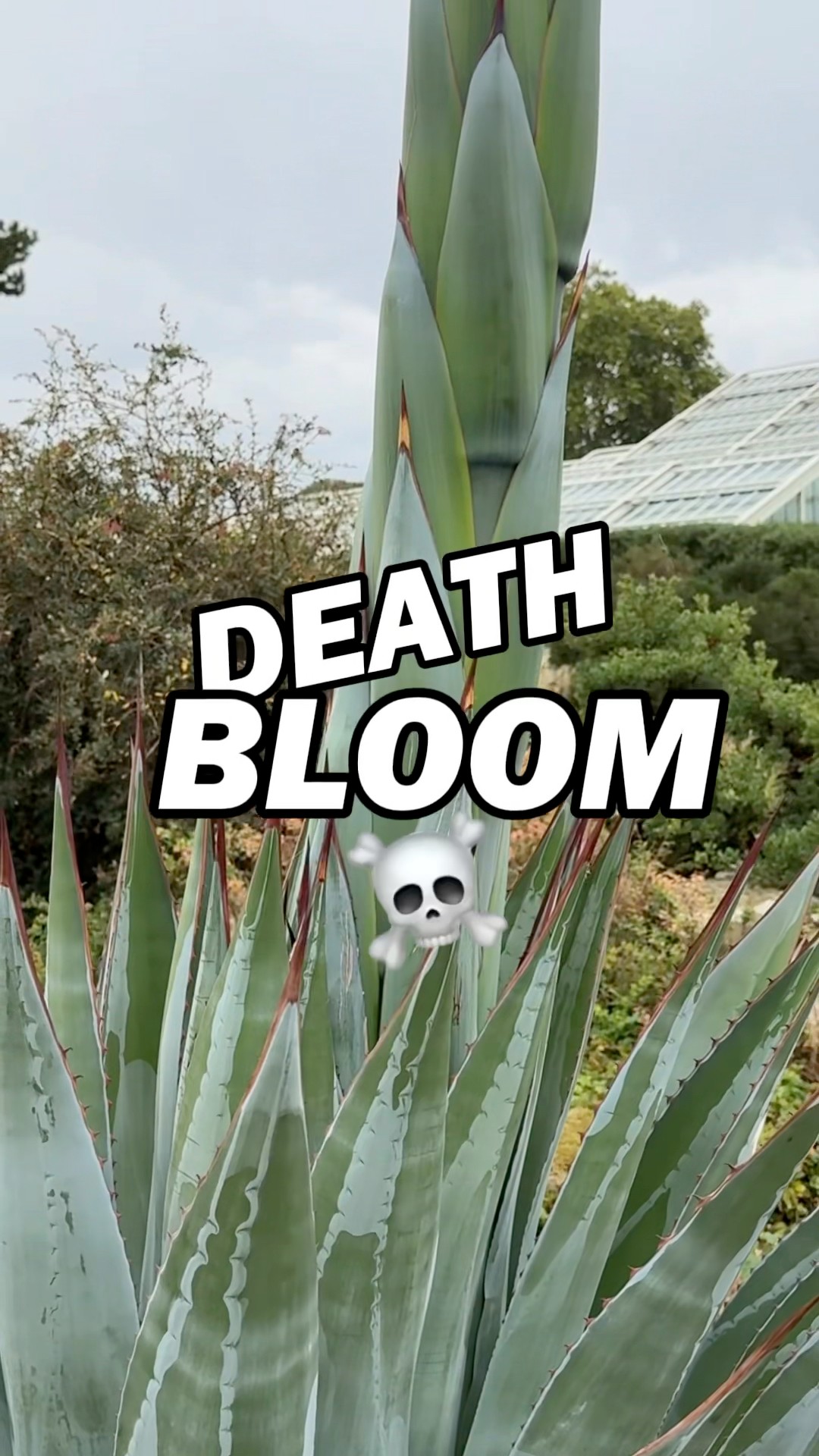 Our Agave montana is getting ready to bloomand then die. Learn