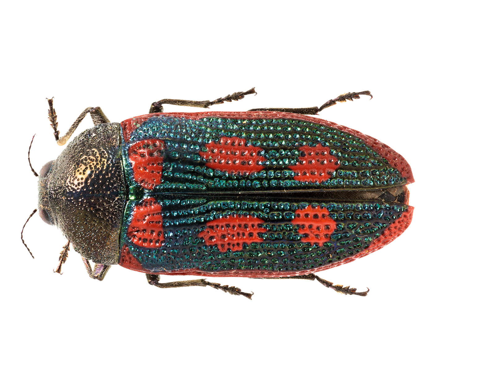 Red spotted jewel beetle (Stigmodera cancellata) found near Albany