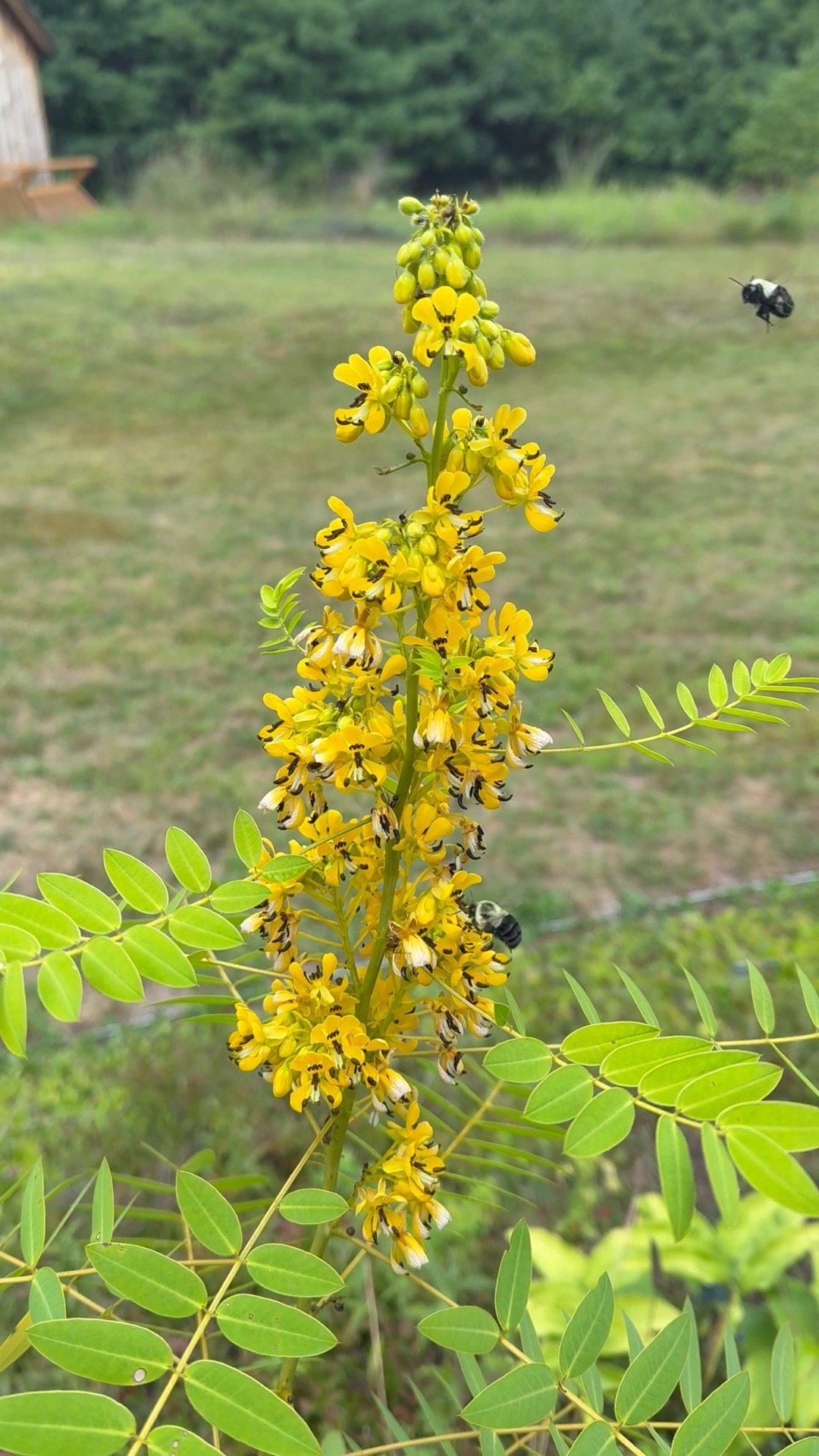 Wild senna plant thrives in Andover, Massachusetts