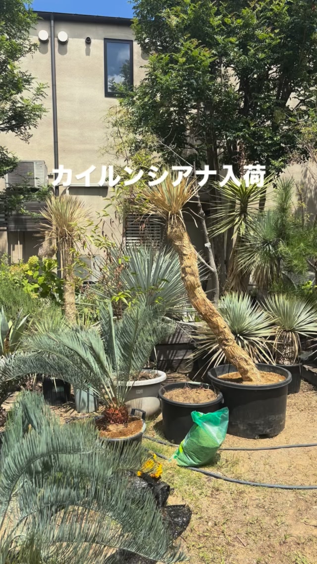 ユッカ アロイフォリア 個性のある個体もあります。 #植栽選び #ドライ