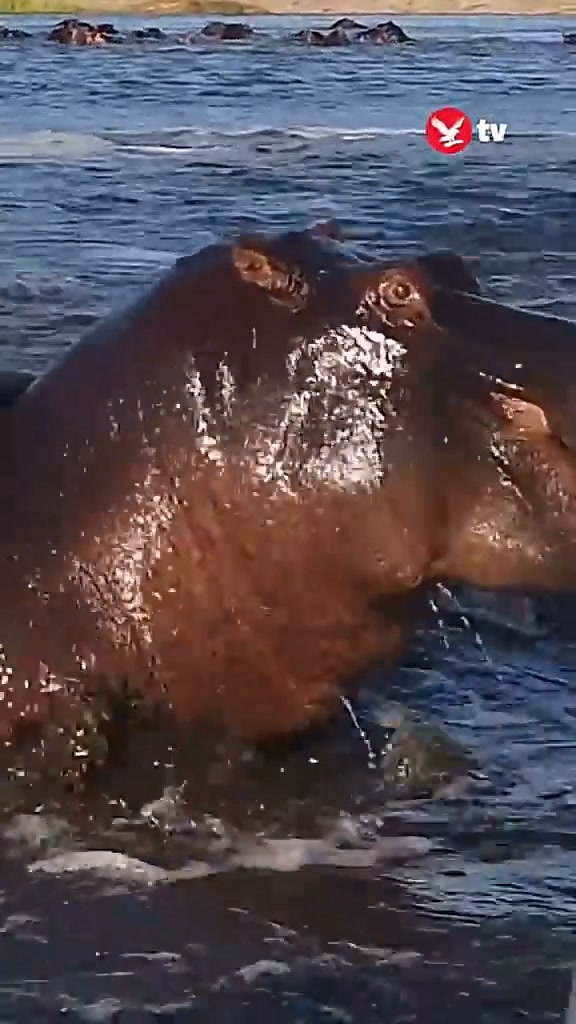 Hippo takes big bite out of boat rotor. Originally published in