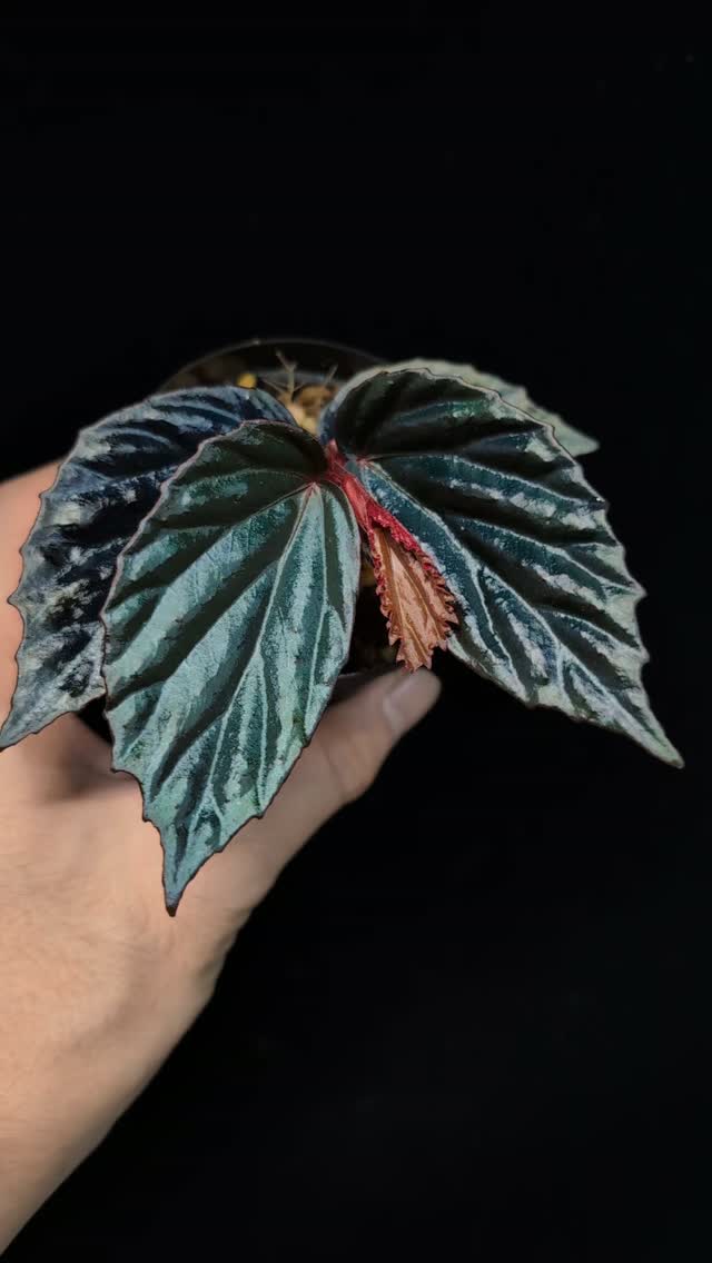 Begonia lugonis / ベゴニア・ルゴニス エクアドル固有の原種ベゴニア