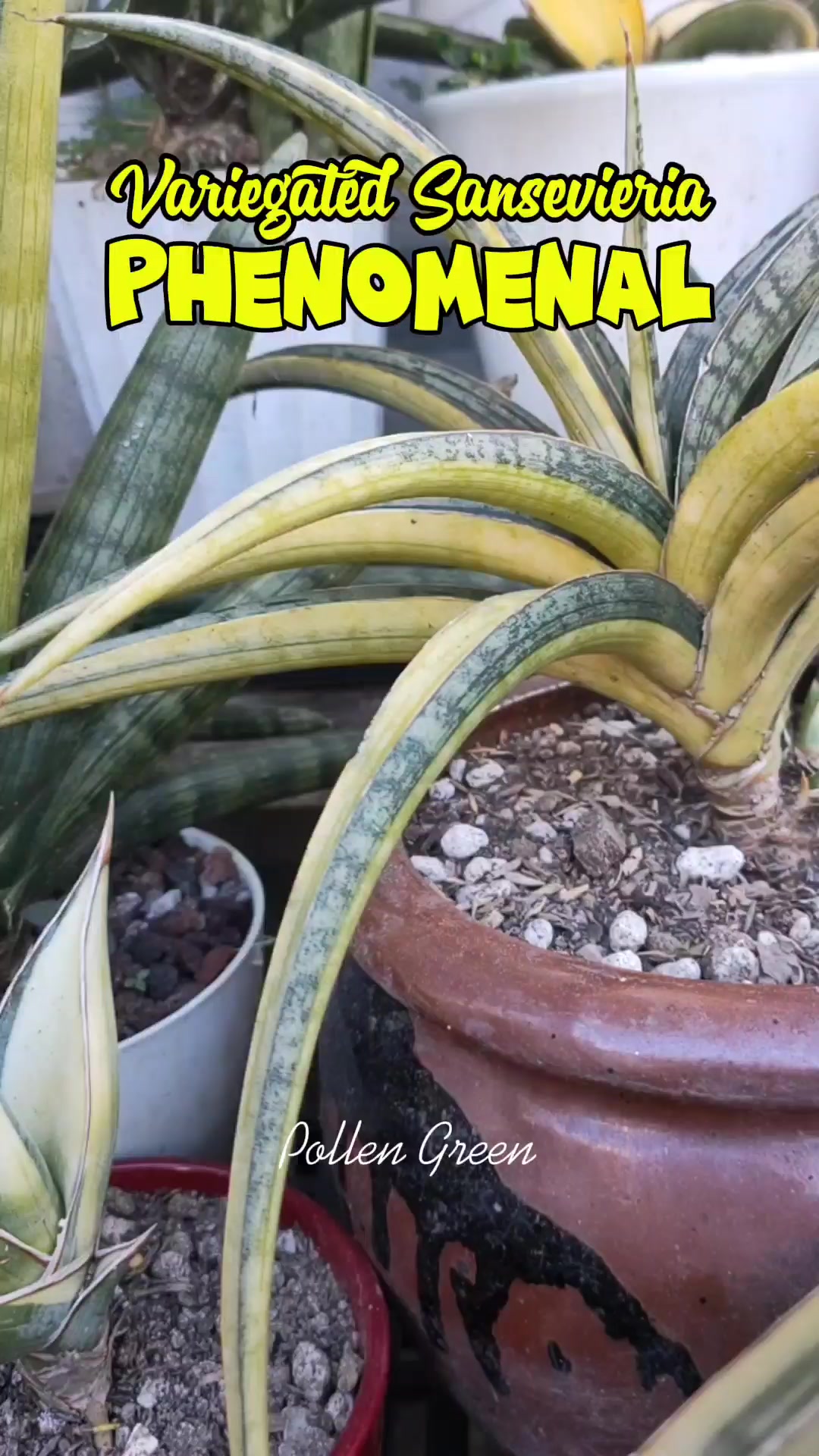 Sansevieria Patens Variegated. Patently impressive 😁