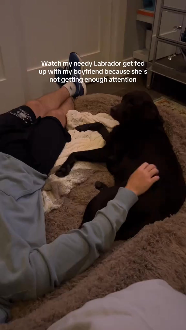 When she throws her head back 😭😭 Female labradors are not for the weak ...